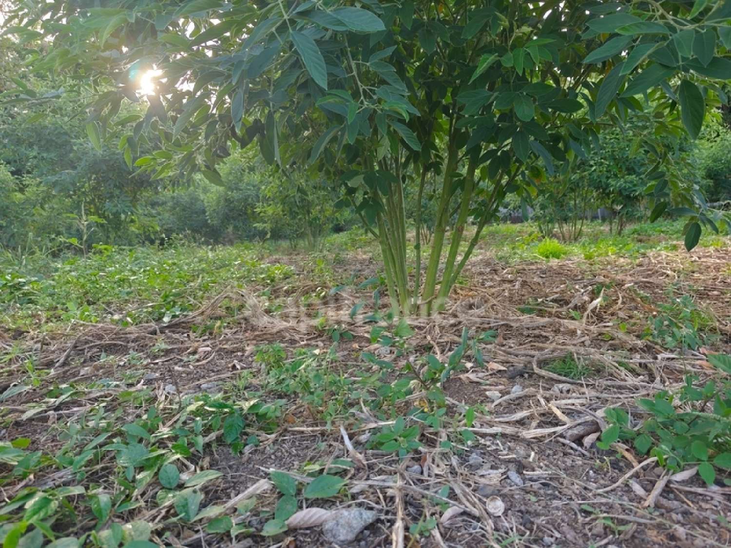  à vendre terrain Baillif Guadeloupe 3