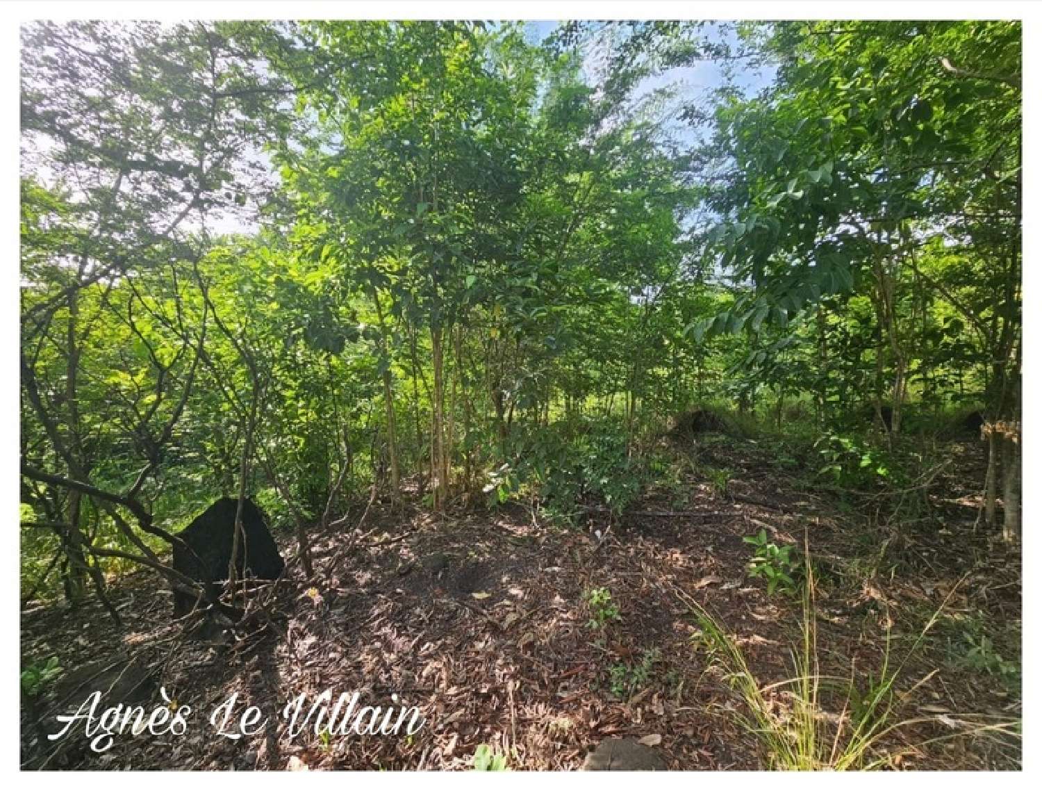 te koop terrein Bouillante Guadeloupe 1