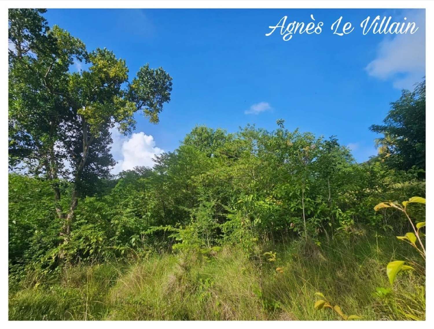 te koop terrein Bouillante Guadeloupe 5