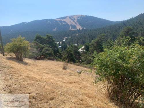 Caille Alpes-Maritimes terrein foto 7228282