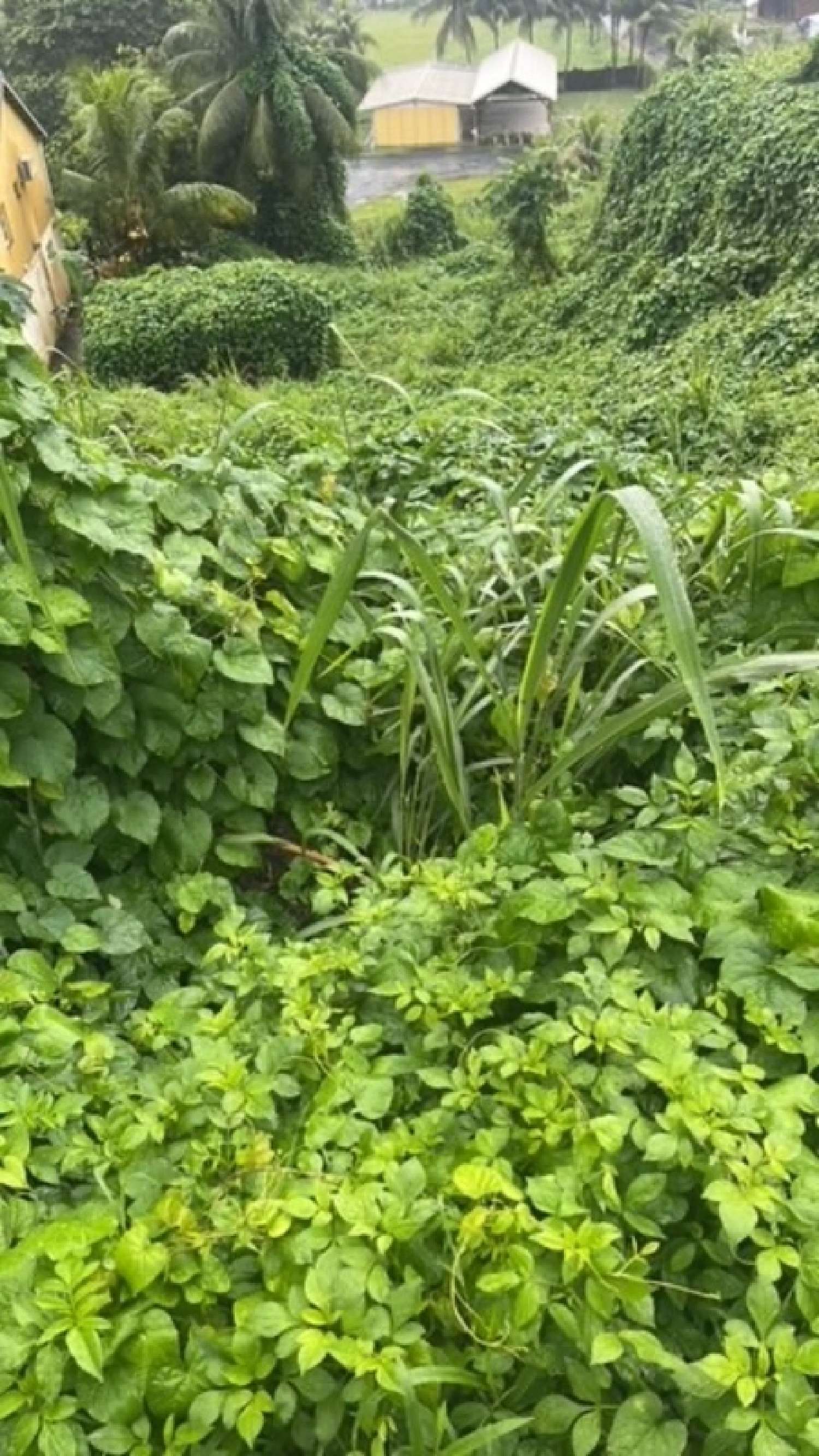 te koop terrein Capesterre-Belle-Eau Guadeloupe 1