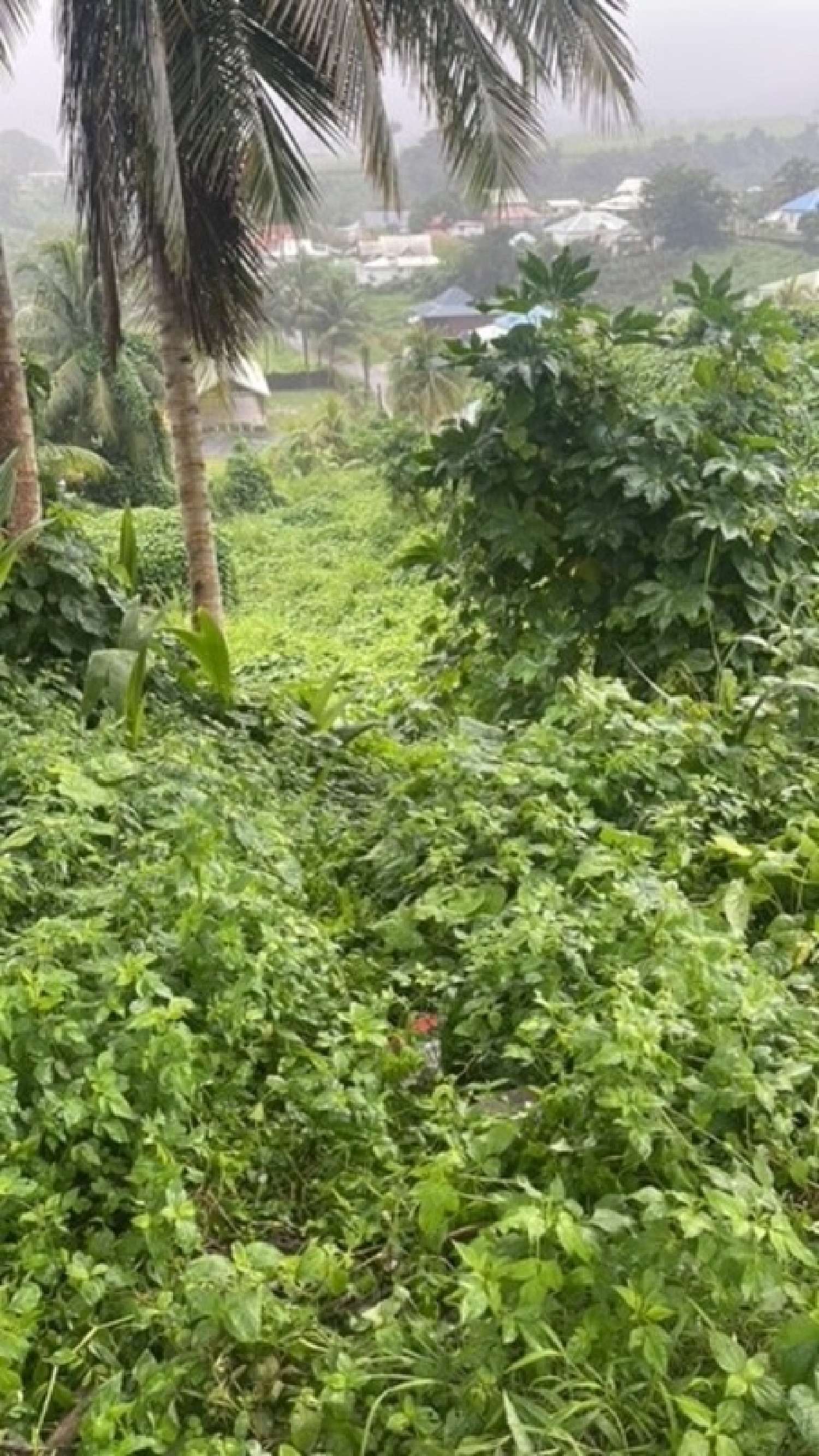 te koop terrein Capesterre-Belle-Eau Guadeloupe 2