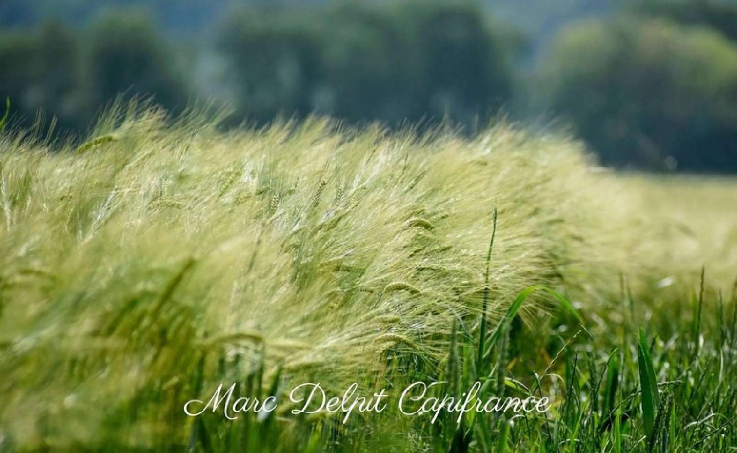 te koop terrein Claira Pyrénées-Orientales 1