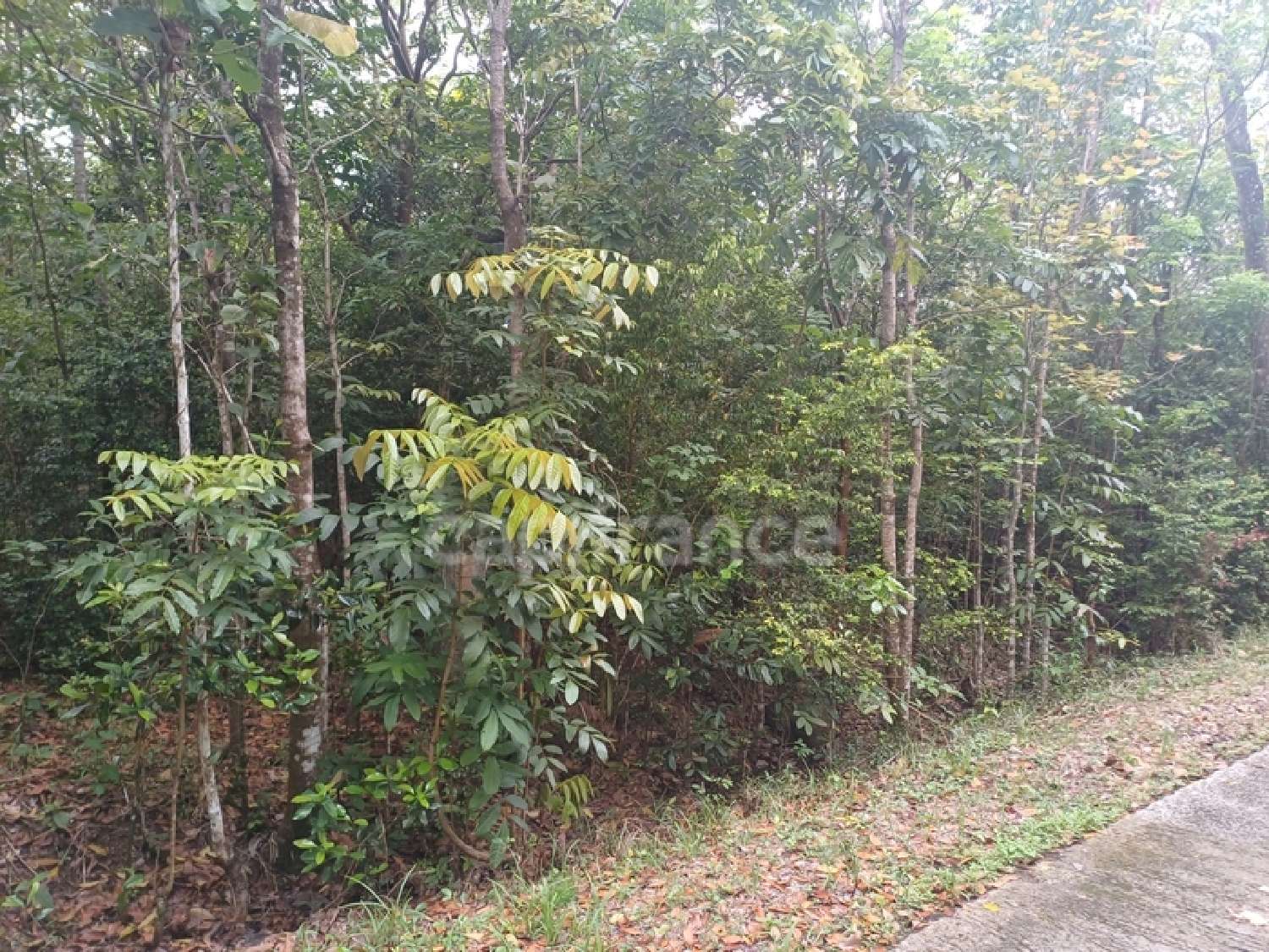 à vendre terrain Deshaies Guadeloupe 1