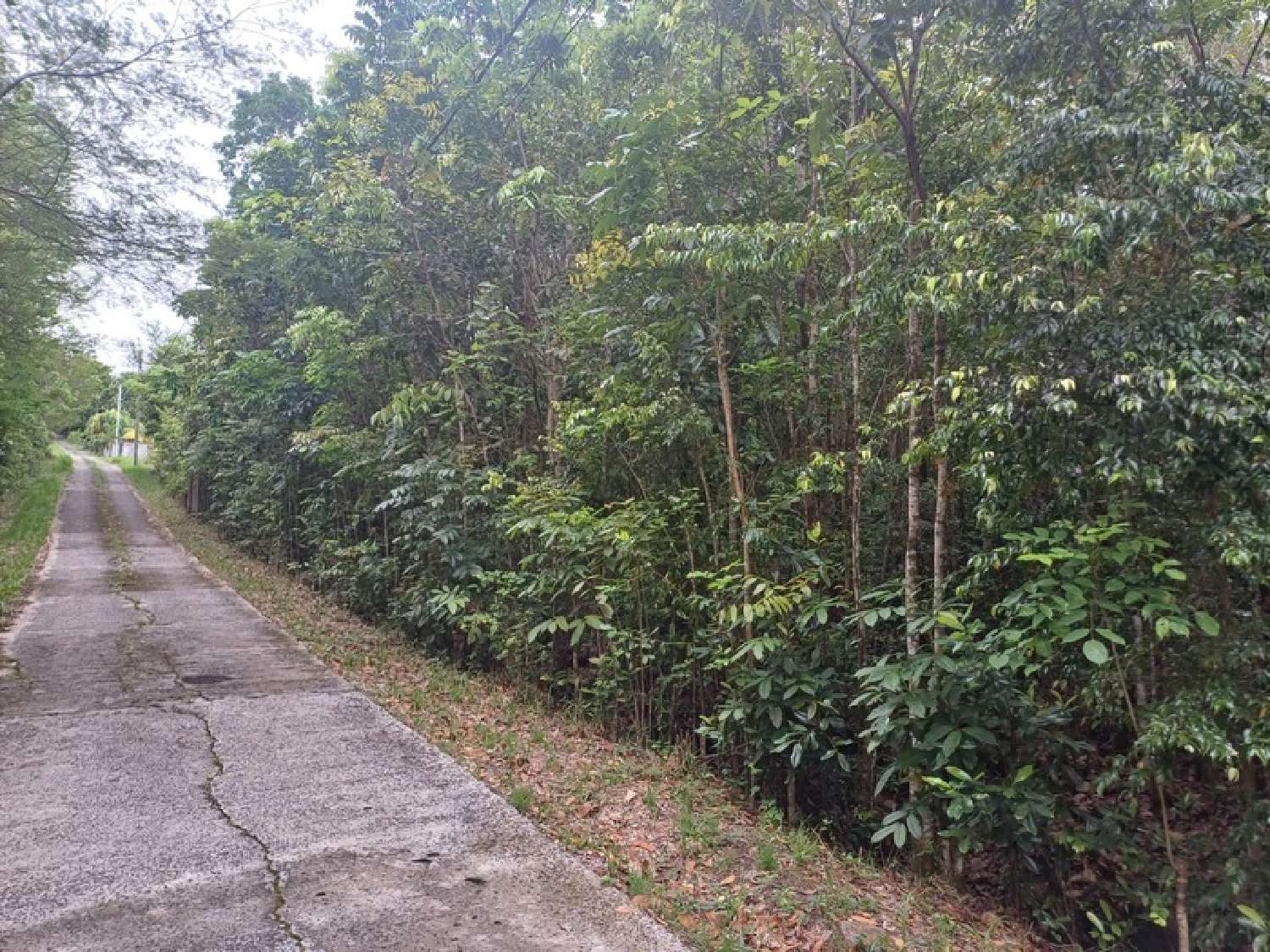  à vendre terrain Deshaies Guadeloupe 5