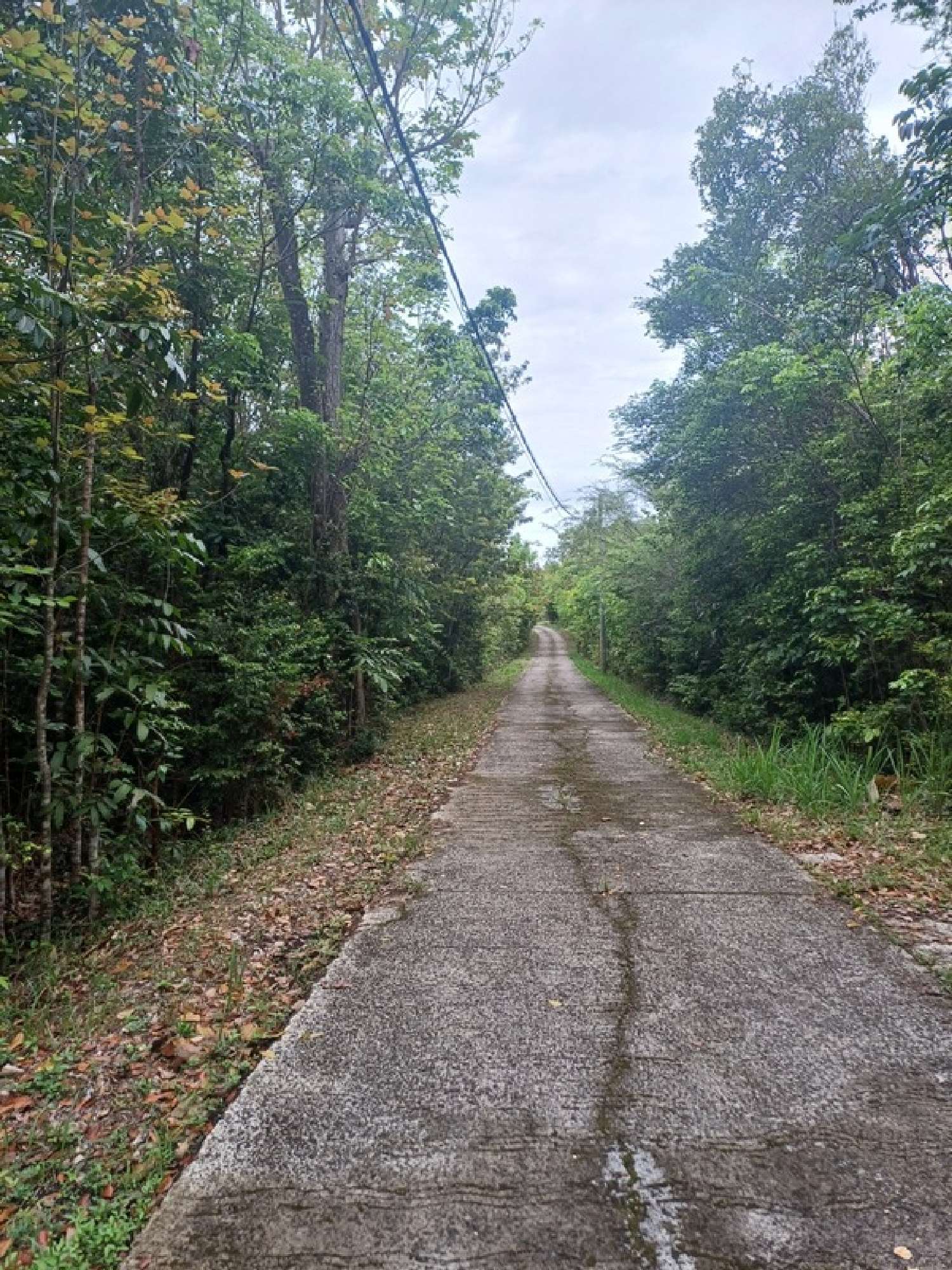  à vendre terrain Deshaies Guadeloupe 2