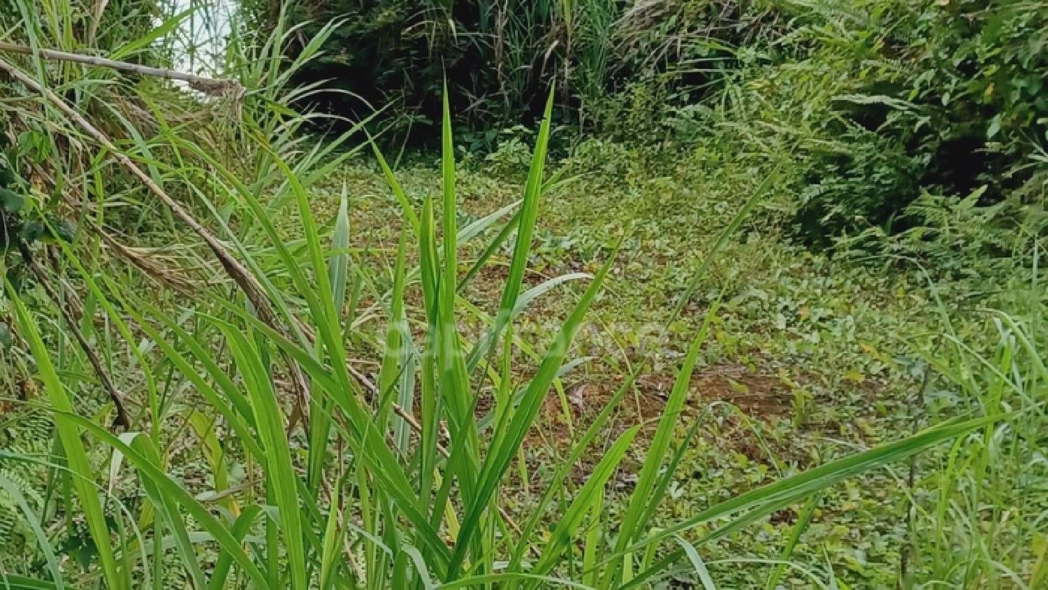 te koop terrein Gros-Morne Martinique 5