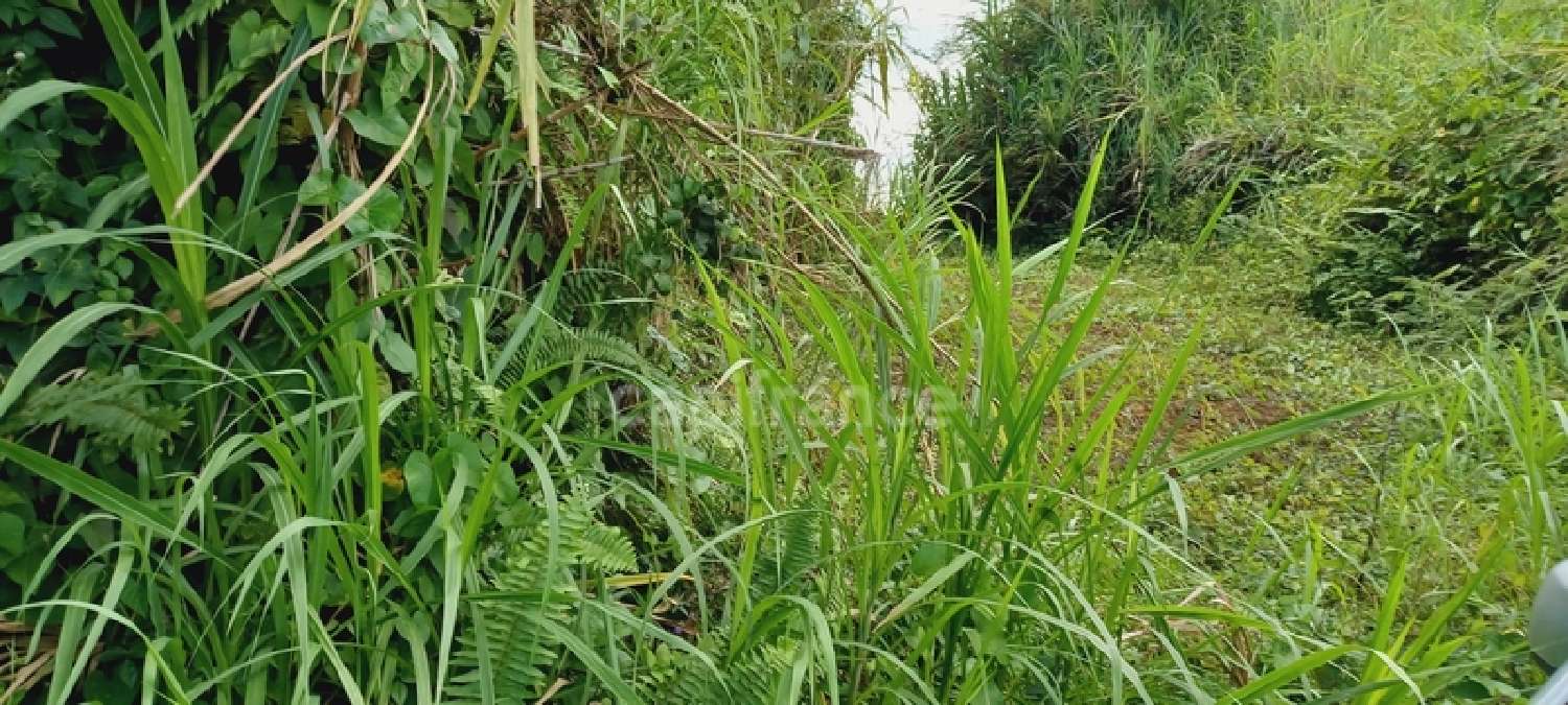  en venta terreno Gros-Morne Martinique 2