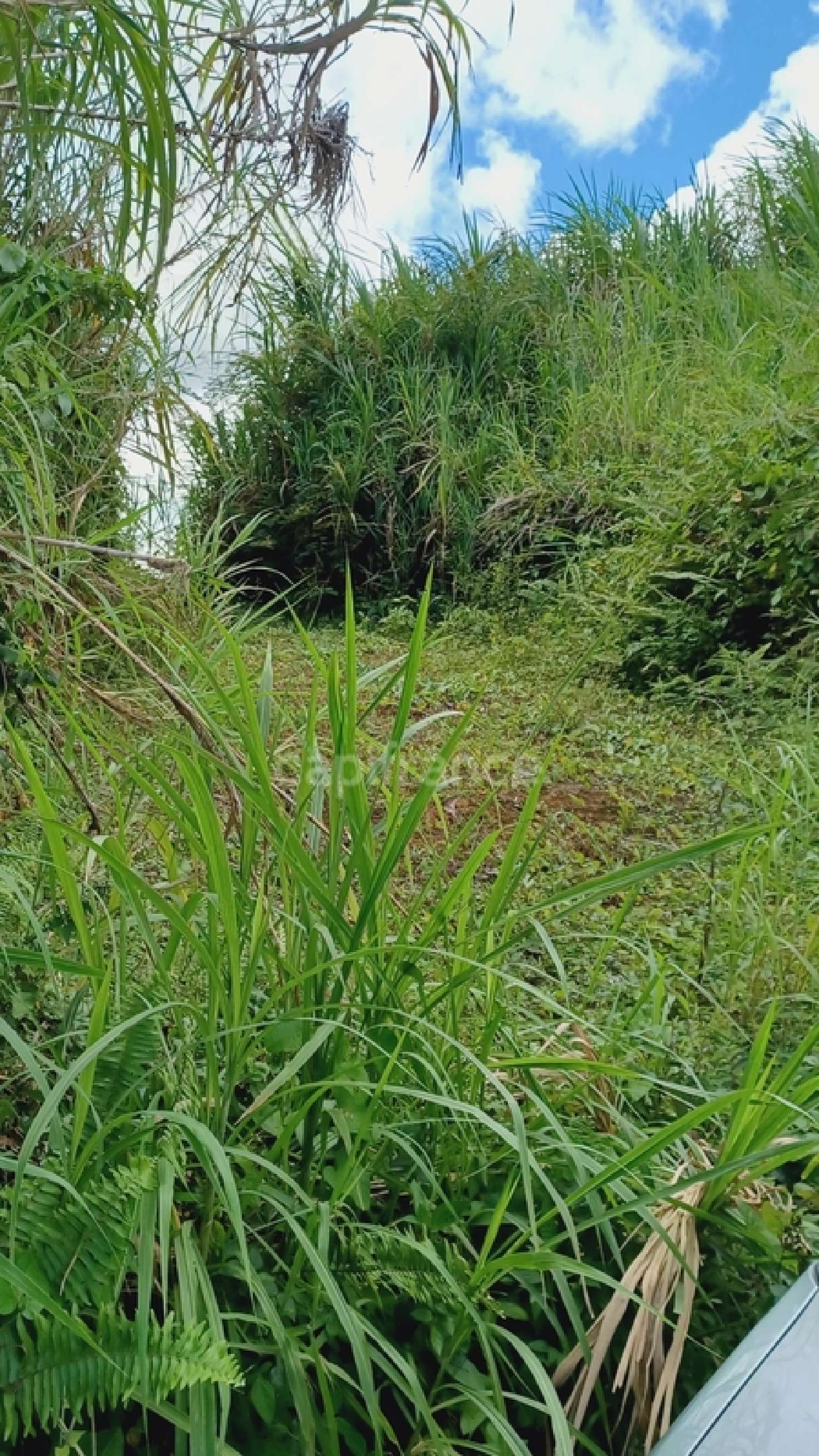  en venta terreno Gros-Morne Martinique 7