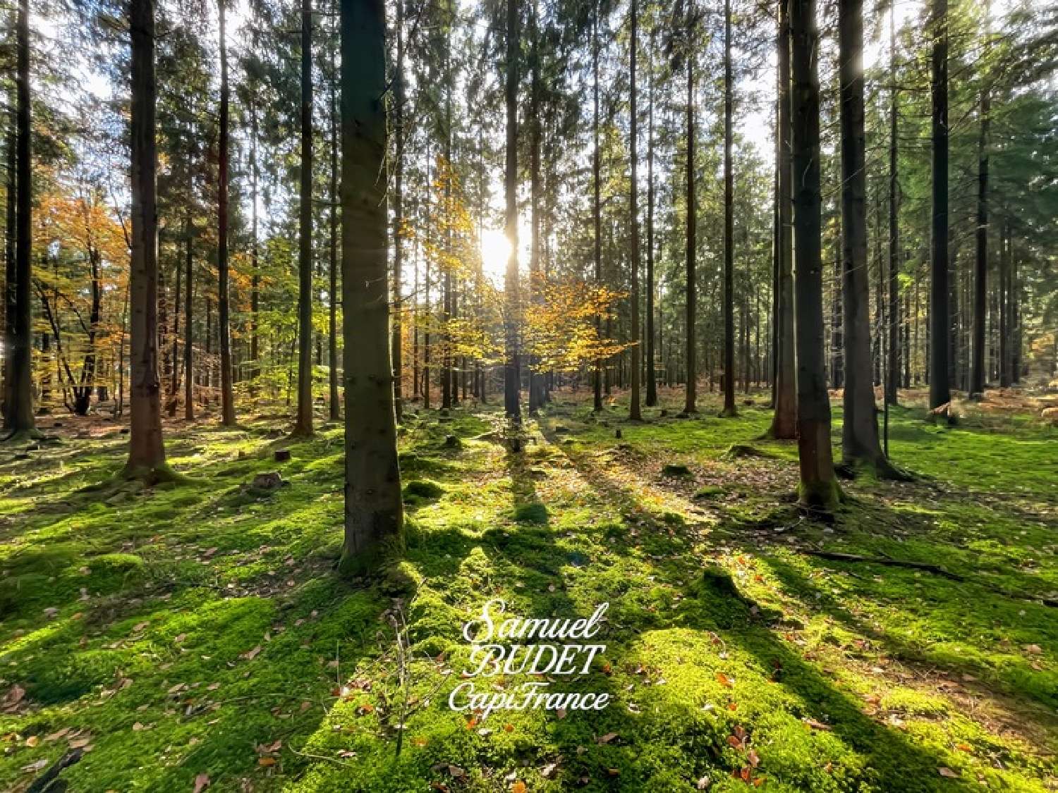 for sale terrain Hauterive Orne 3