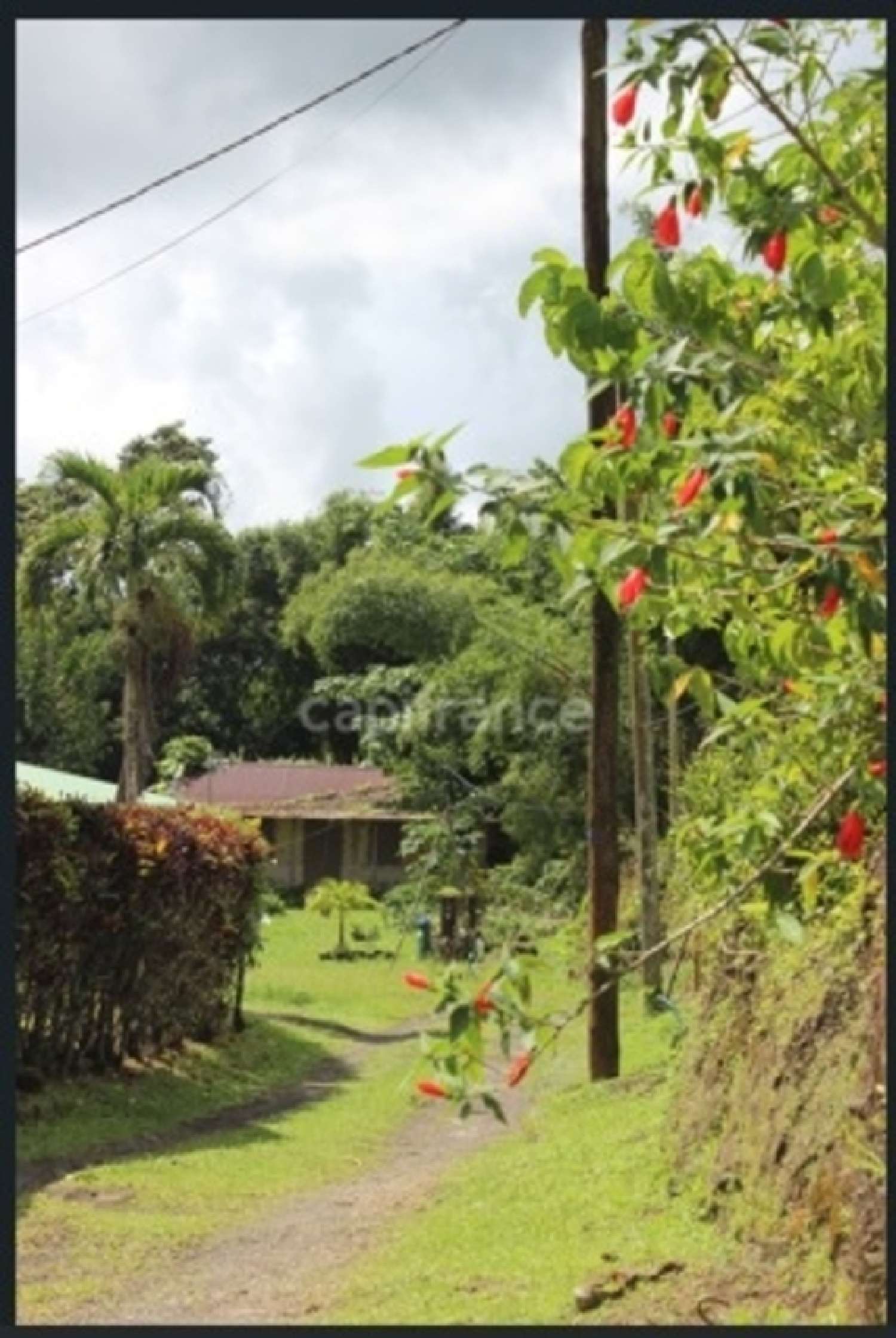 kaufen Grundstück L'Ajoupa-Bouillon Martinique 6