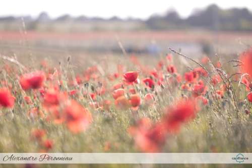 Lagord Charente-Maritime terrein foto 7220865
