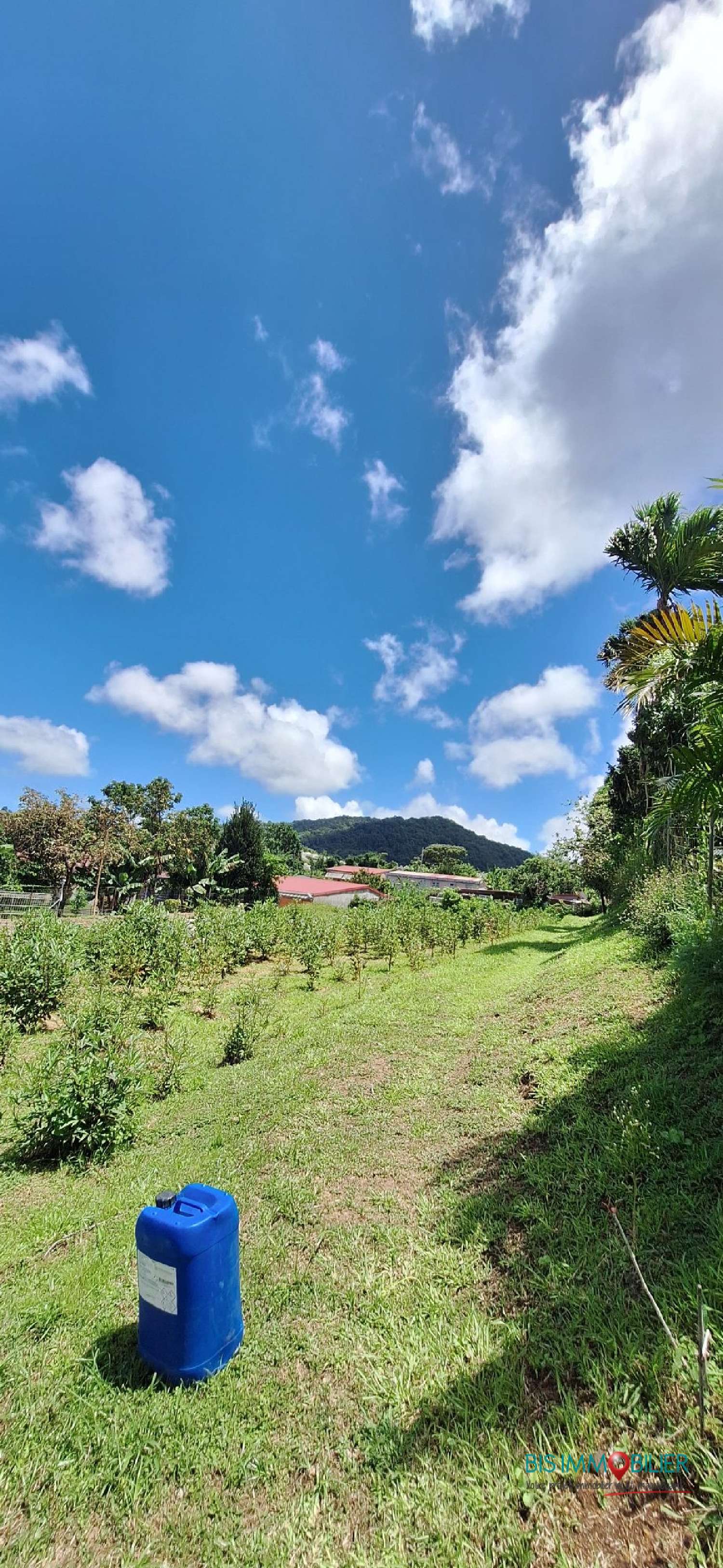 kaufen Grundstück Le Morne-Rouge Martinique 2