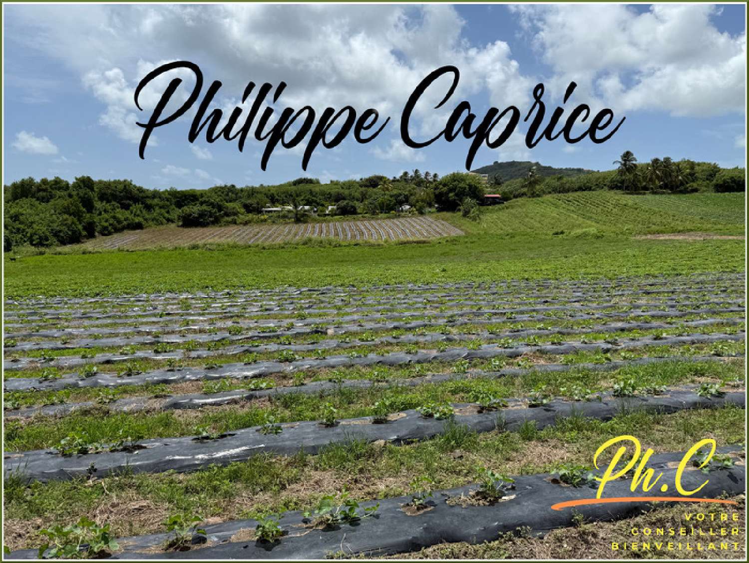 kaufen Grundstück Le Vauclin Martinique 2