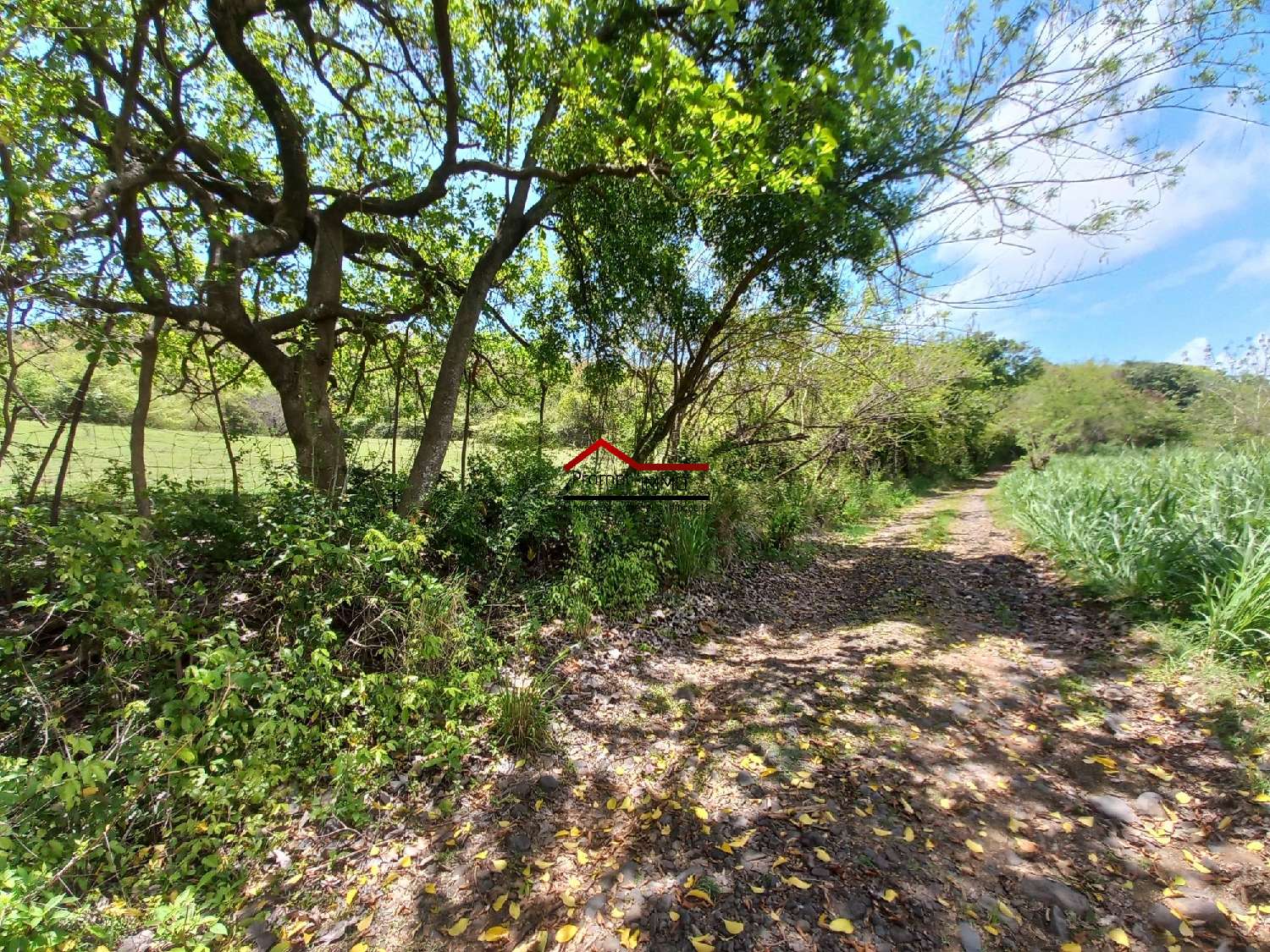 te koop terrein Le Vauclin Martinique 5