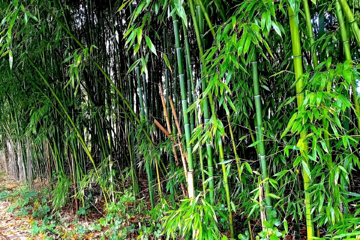  kaufen Grundstück Lescure-d'Albigeois Tarn 2