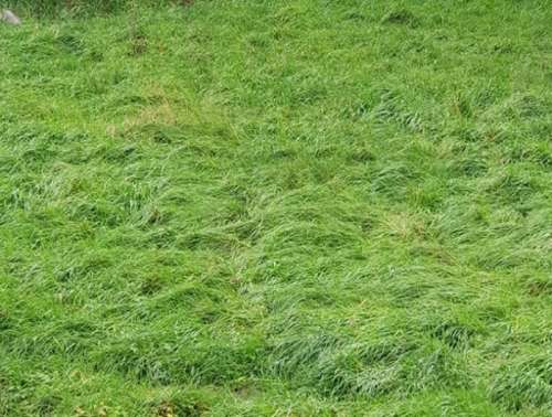 Mirecourt Vogezen terrein foto 7221007