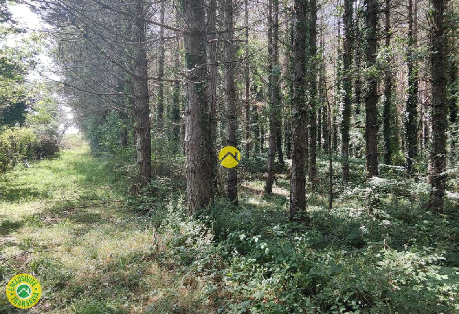  à vendre terrain Mornay-sur-Allier Cher 5