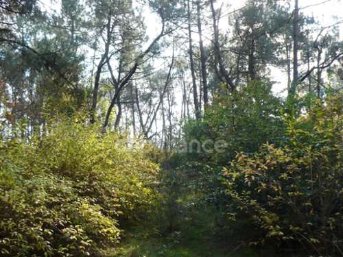 Nivillac Morbihan terrein foto 7219985