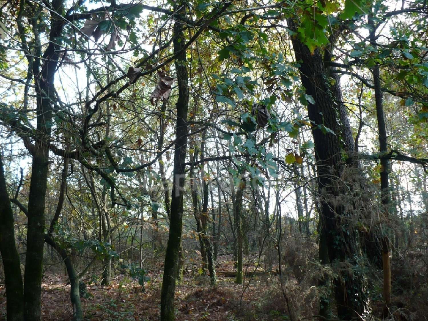 te koop terrein Nivillac Morbihan 4