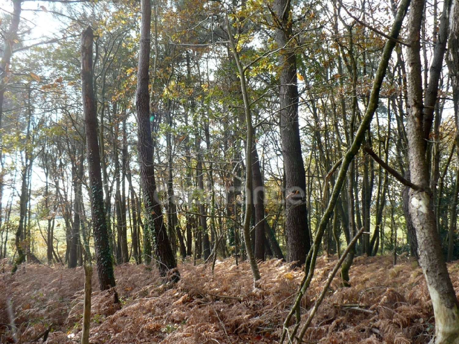 for sale terrain Nivillac Morbihan 2