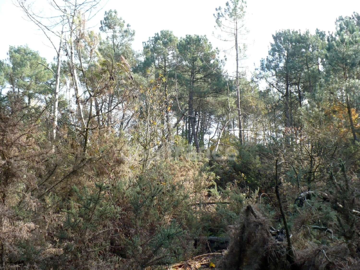 for sale terrain Nivillac Morbihan 3