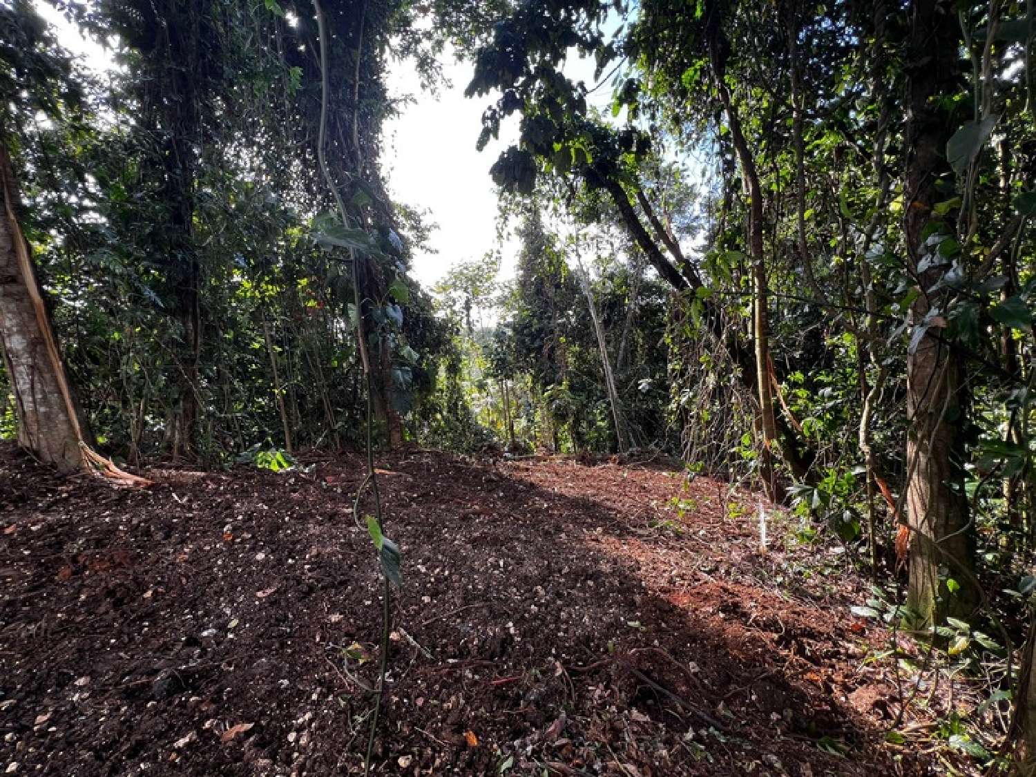 te koop terrein Petit-Bourg Guadeloupe 1