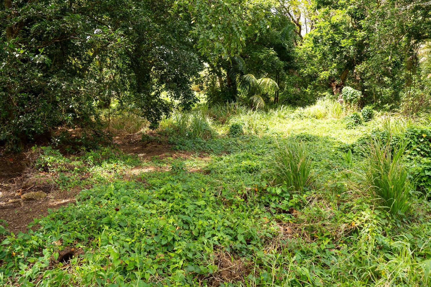 for sale terrain Pointe-Noire Guadeloupe 3