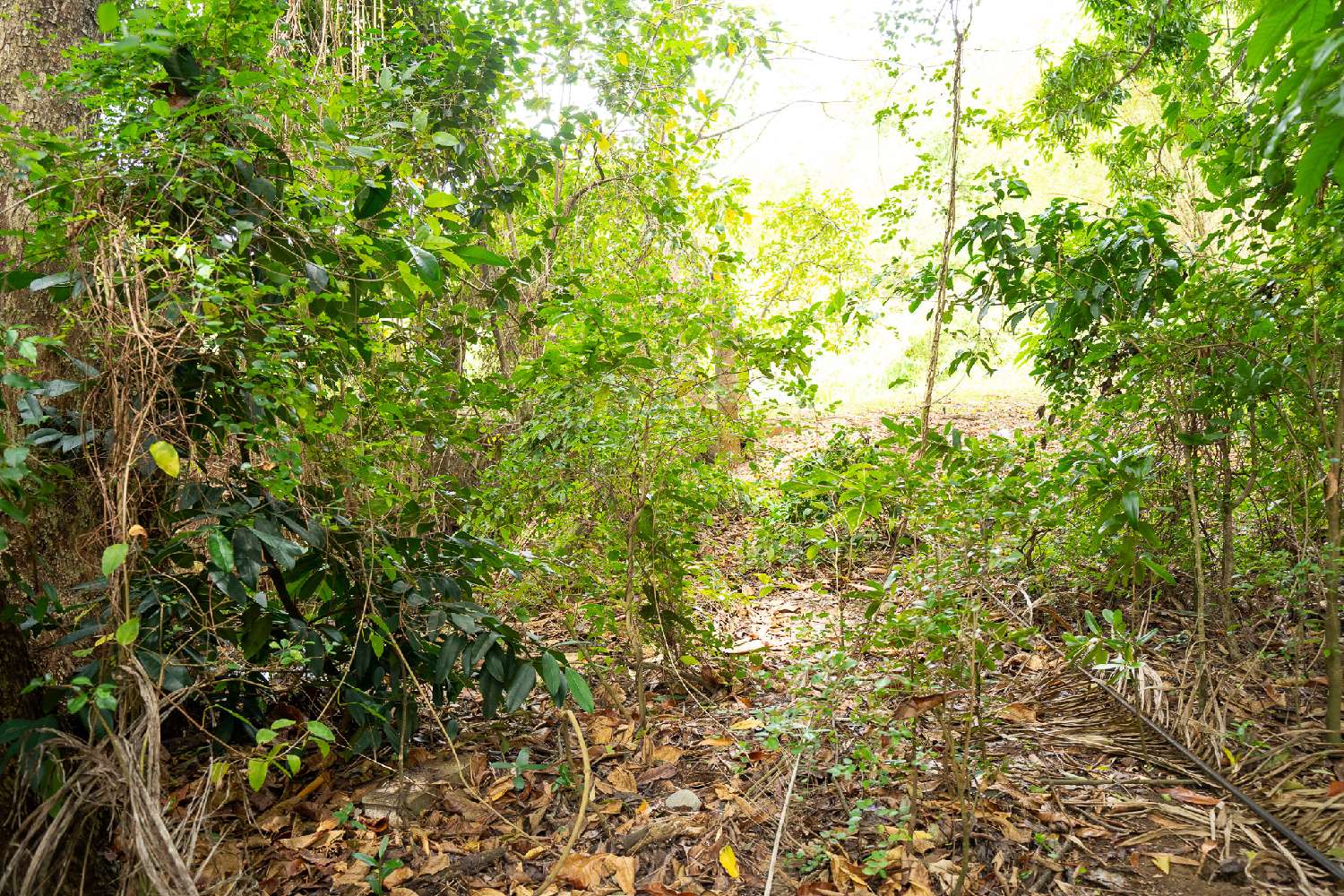 for sale terrain Pointe-Noire Guadeloupe 4