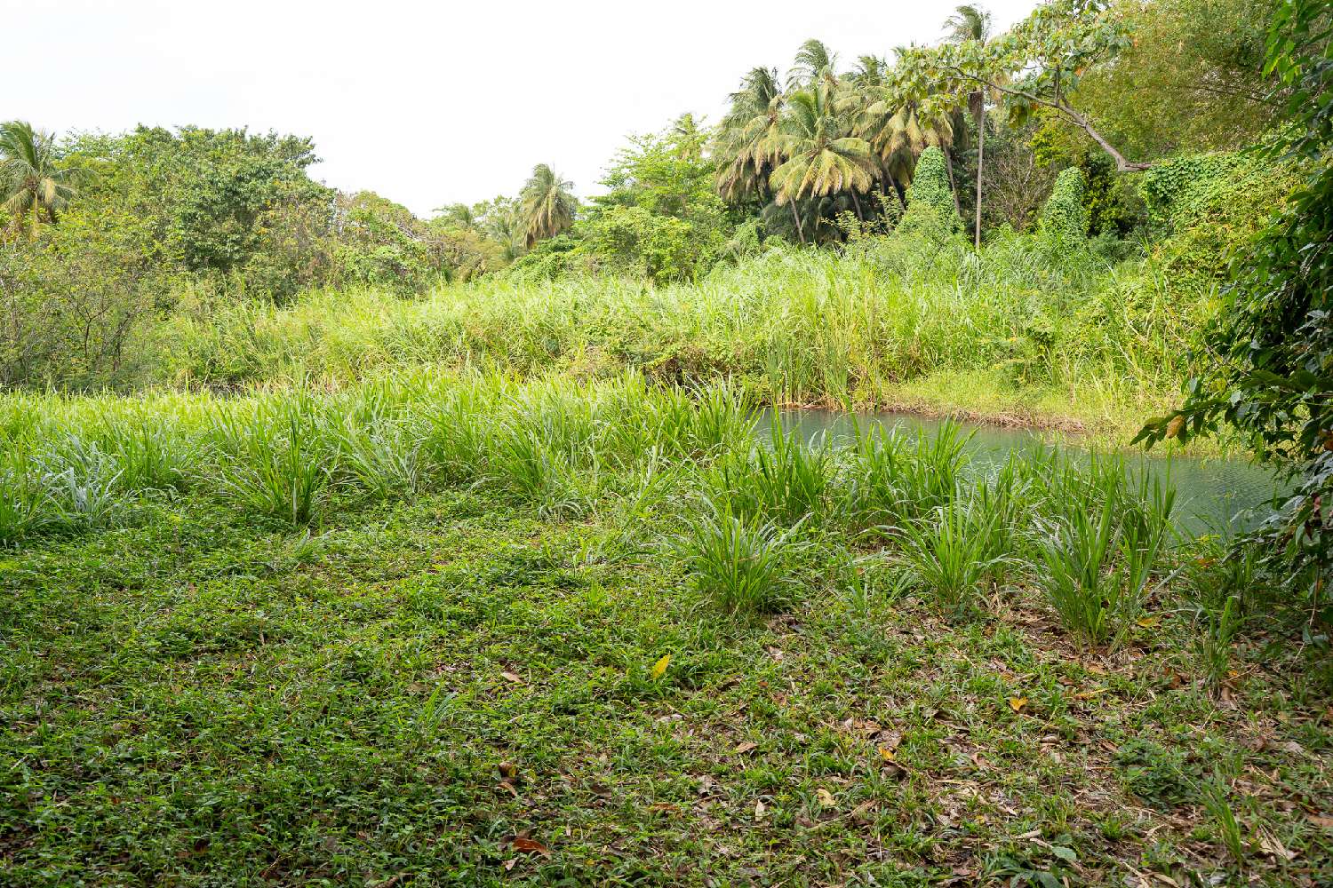 for sale terrain Pointe-Noire Guadeloupe 5