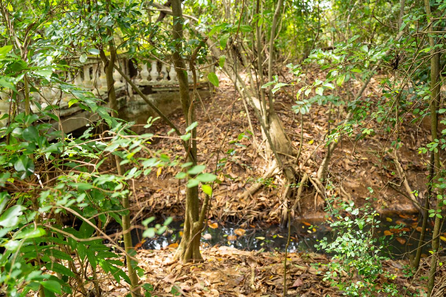 for sale terrain Pointe-Noire Guadeloupe 6