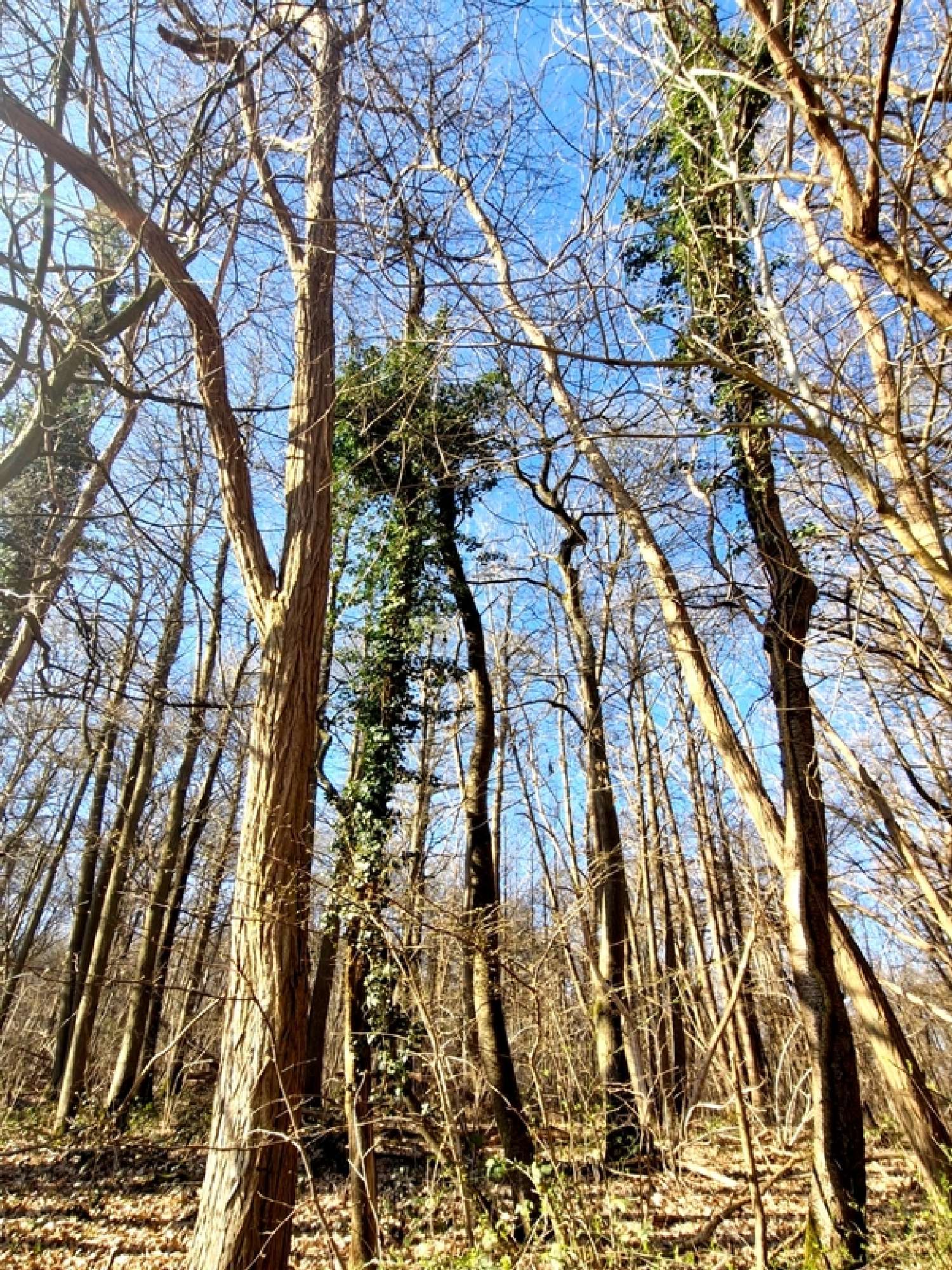 for sale terrain Ronquerolles Val-d'Oise 1