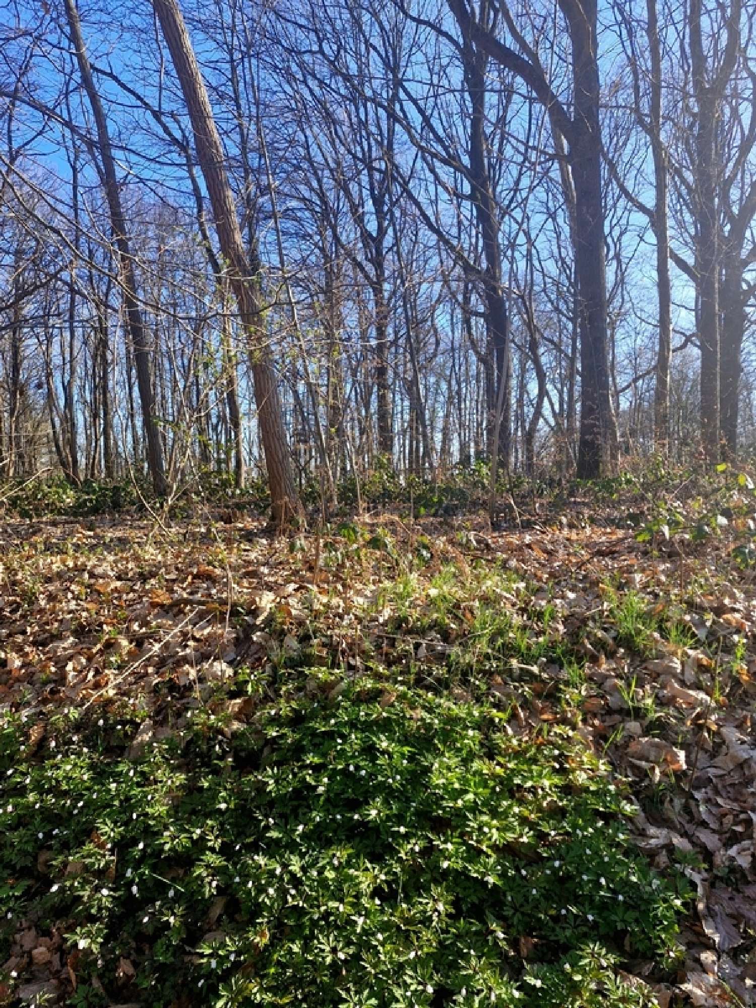 for sale terrain Ronquerolles Val-d'Oise 2