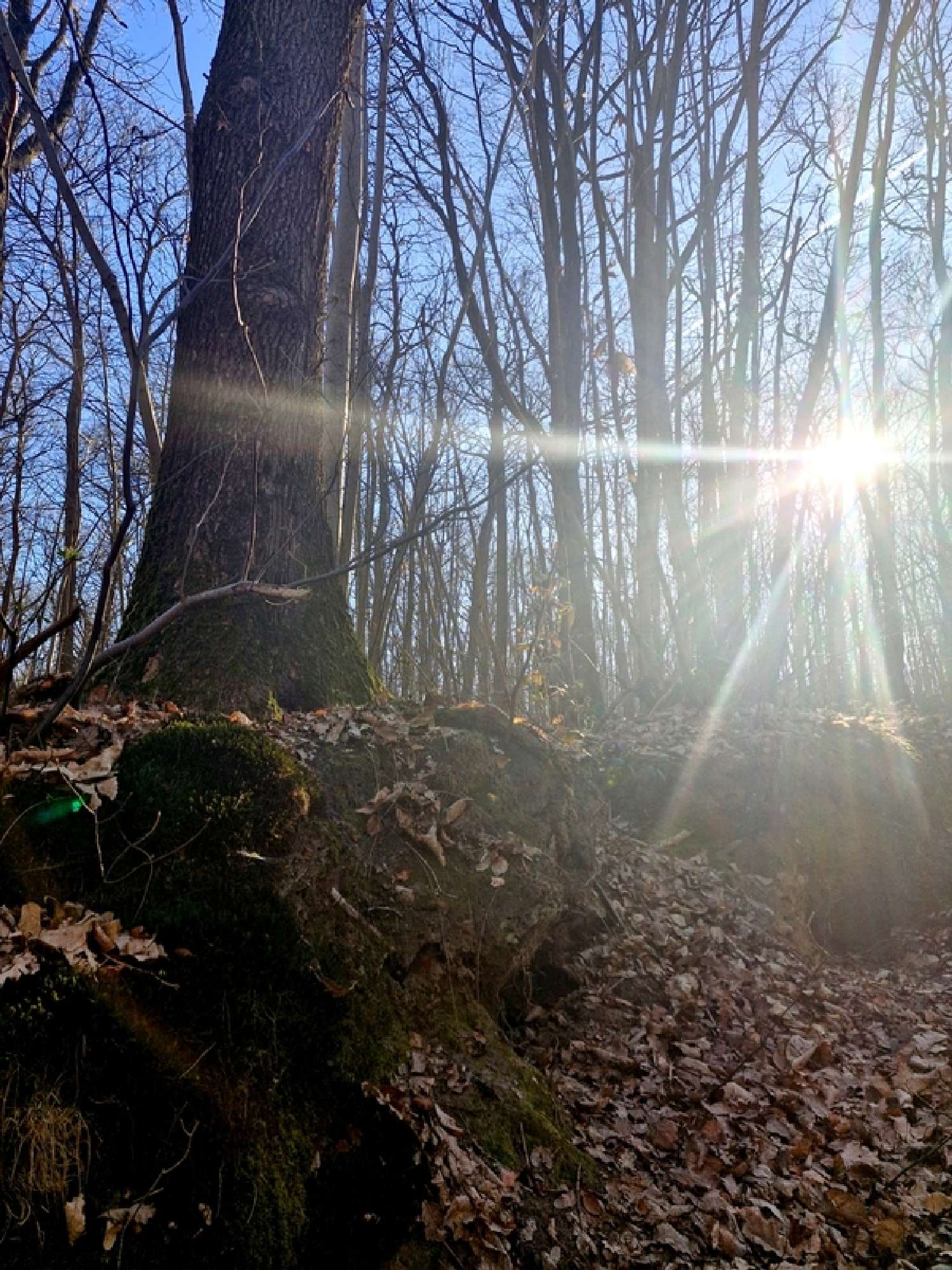 for sale terrain Ronquerolles Val-d'Oise 3