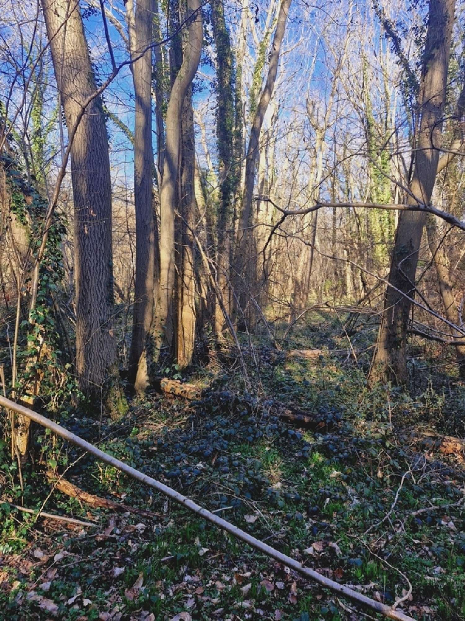 for sale terrain Ronquerolles Val-d'Oise 4