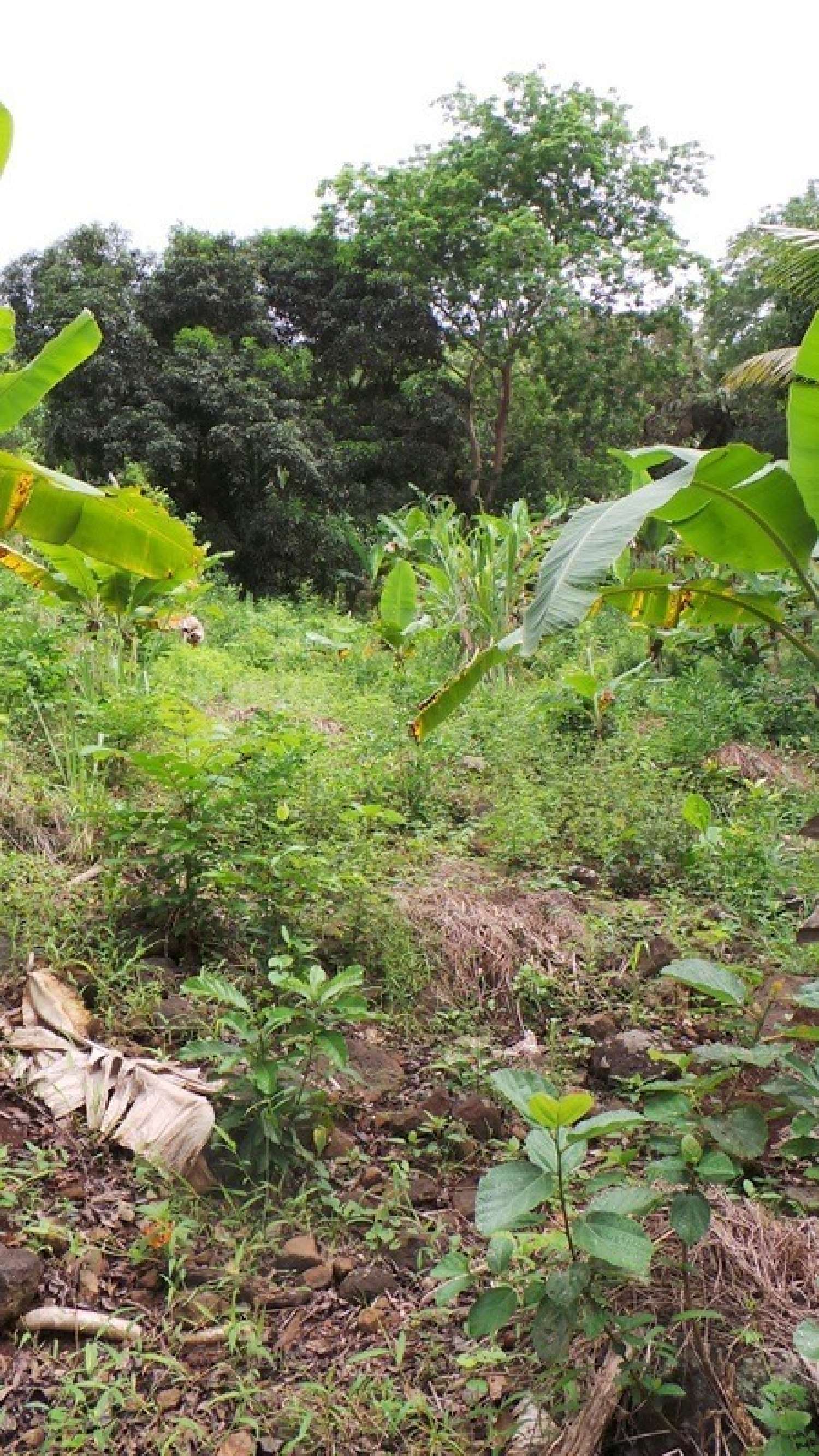 te koop terrein Sada Mayotte 6