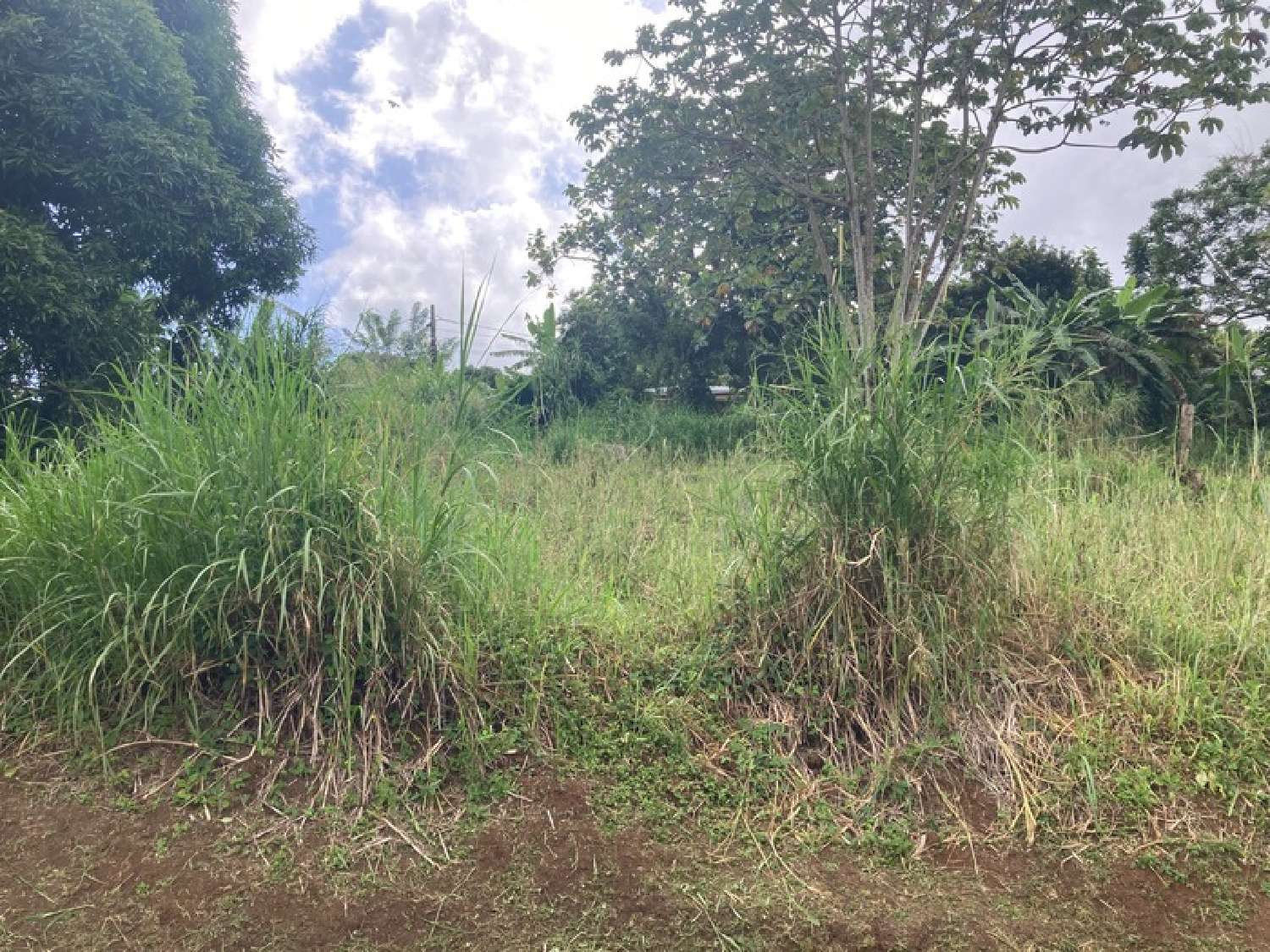 te koop terrein Saint-Esprit Martinique 3