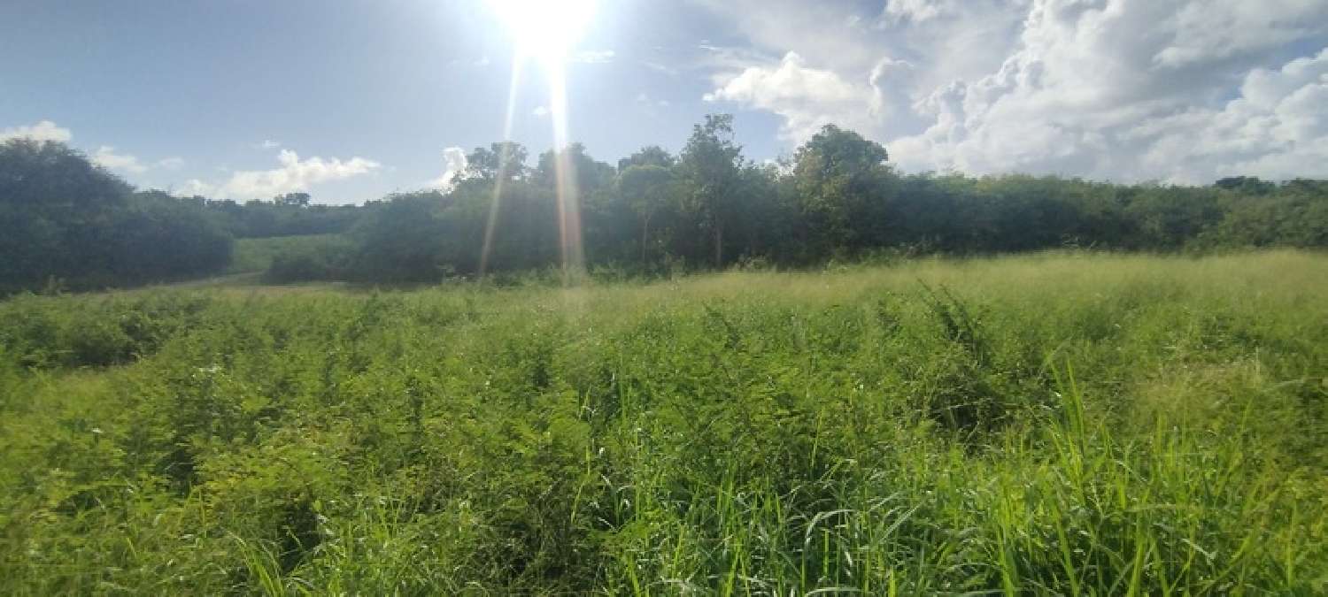 te koop terrein Saint-François Guadeloupe 2