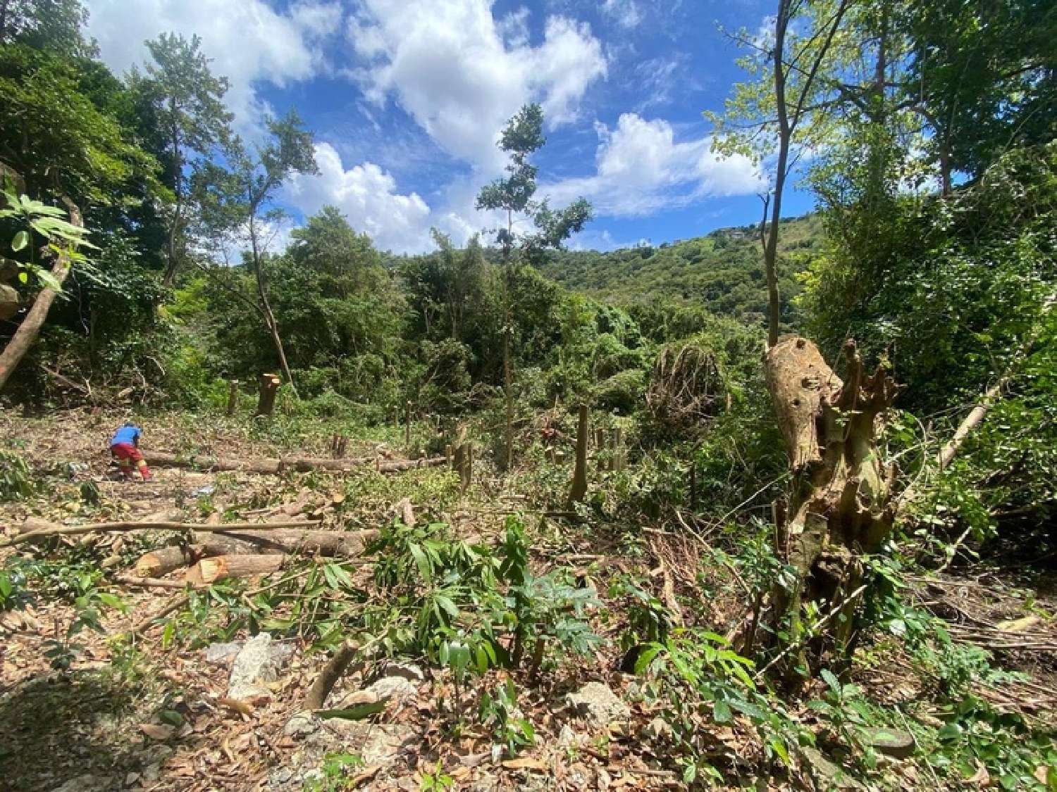 for sale terrain Sainte-Luce Martinique 2