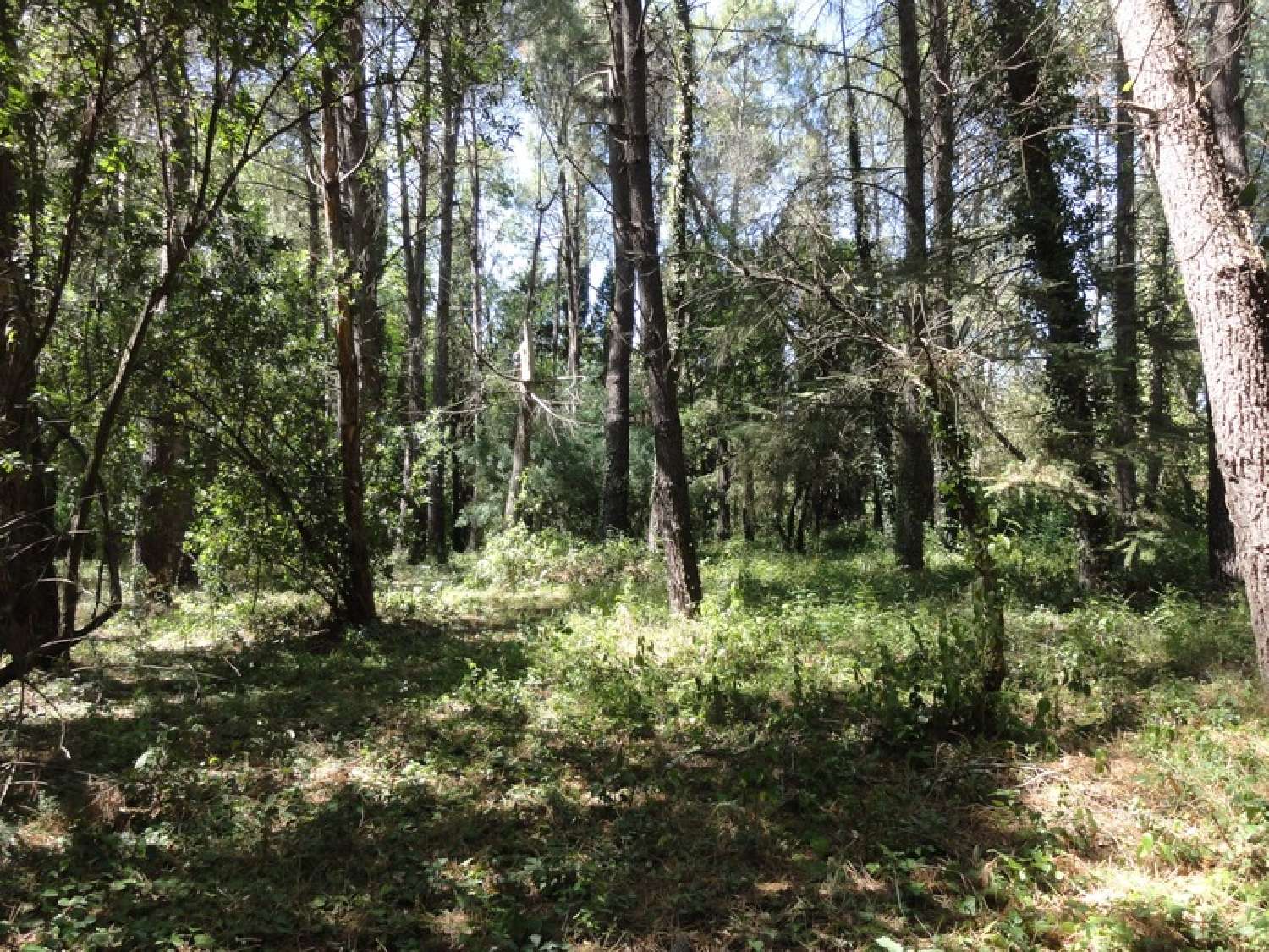 en venta terreno Villepinte Aude 5