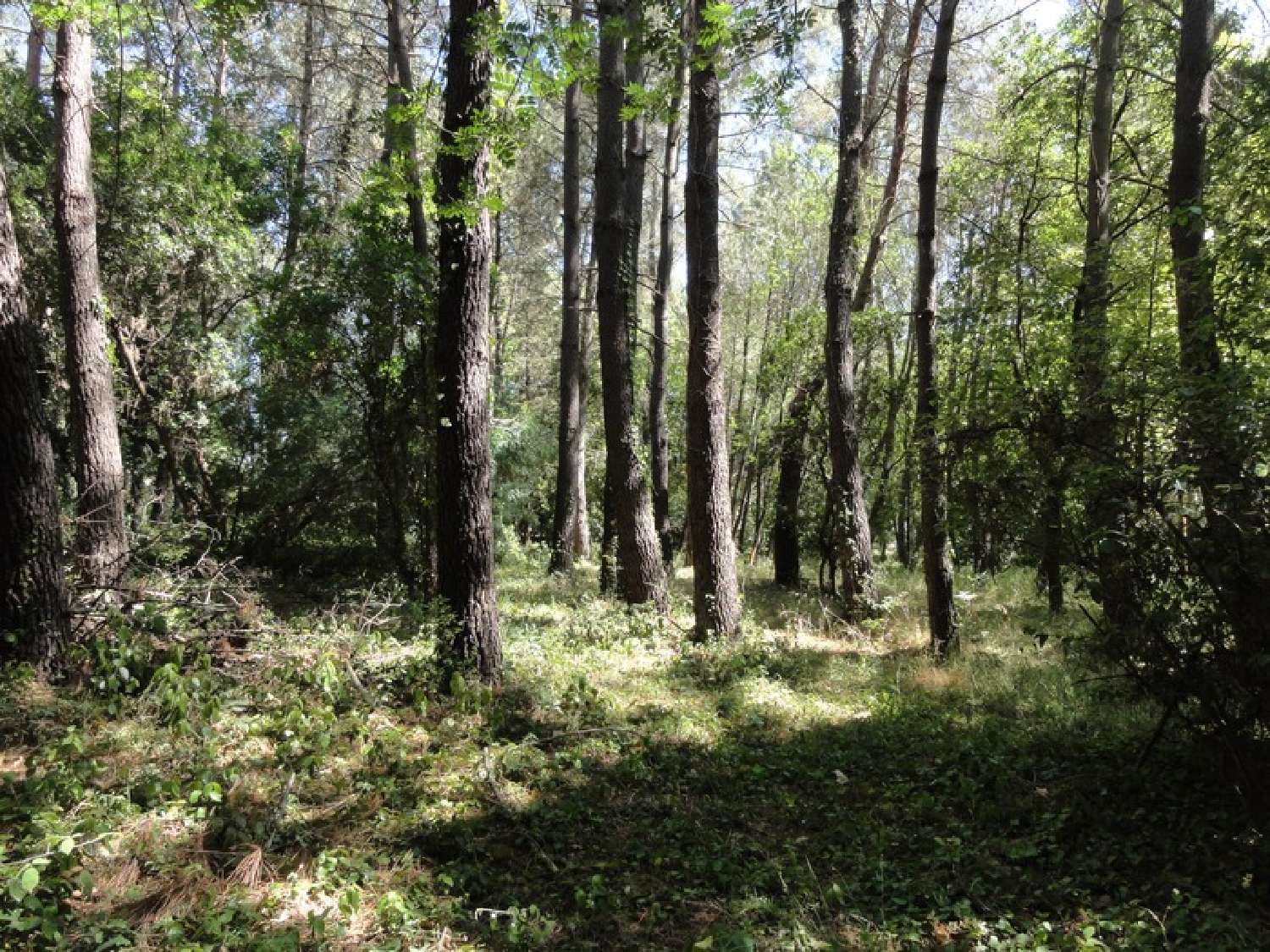 en venta terreno Villepinte Aude 6