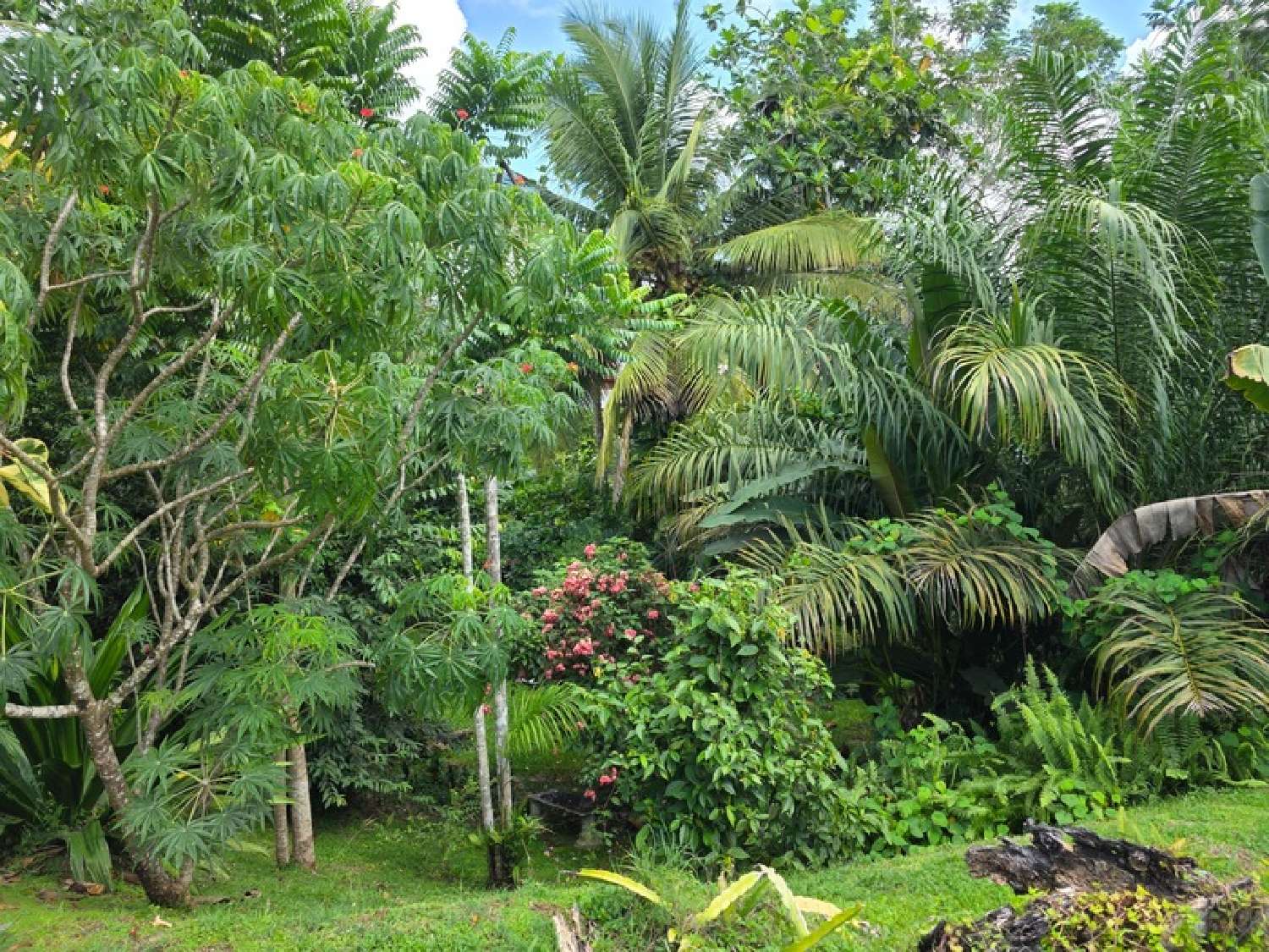  te koop villa Baie-Mahault Guadeloupe 7