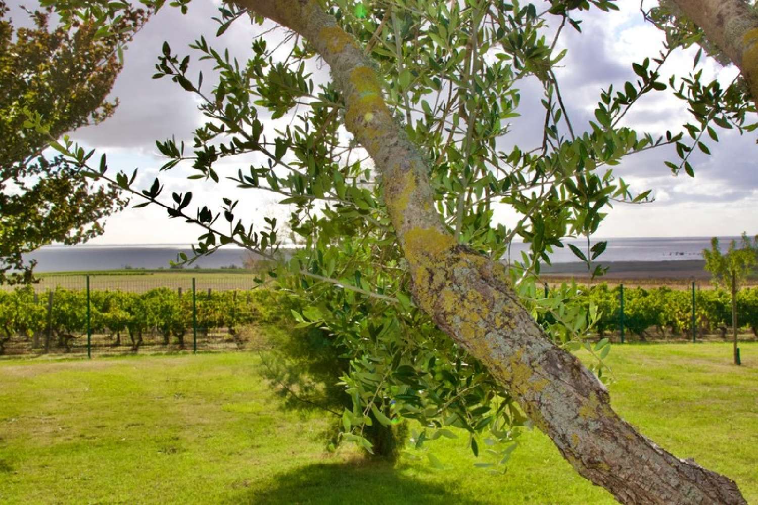  à vendre maison Barzan Charente-Maritime 1