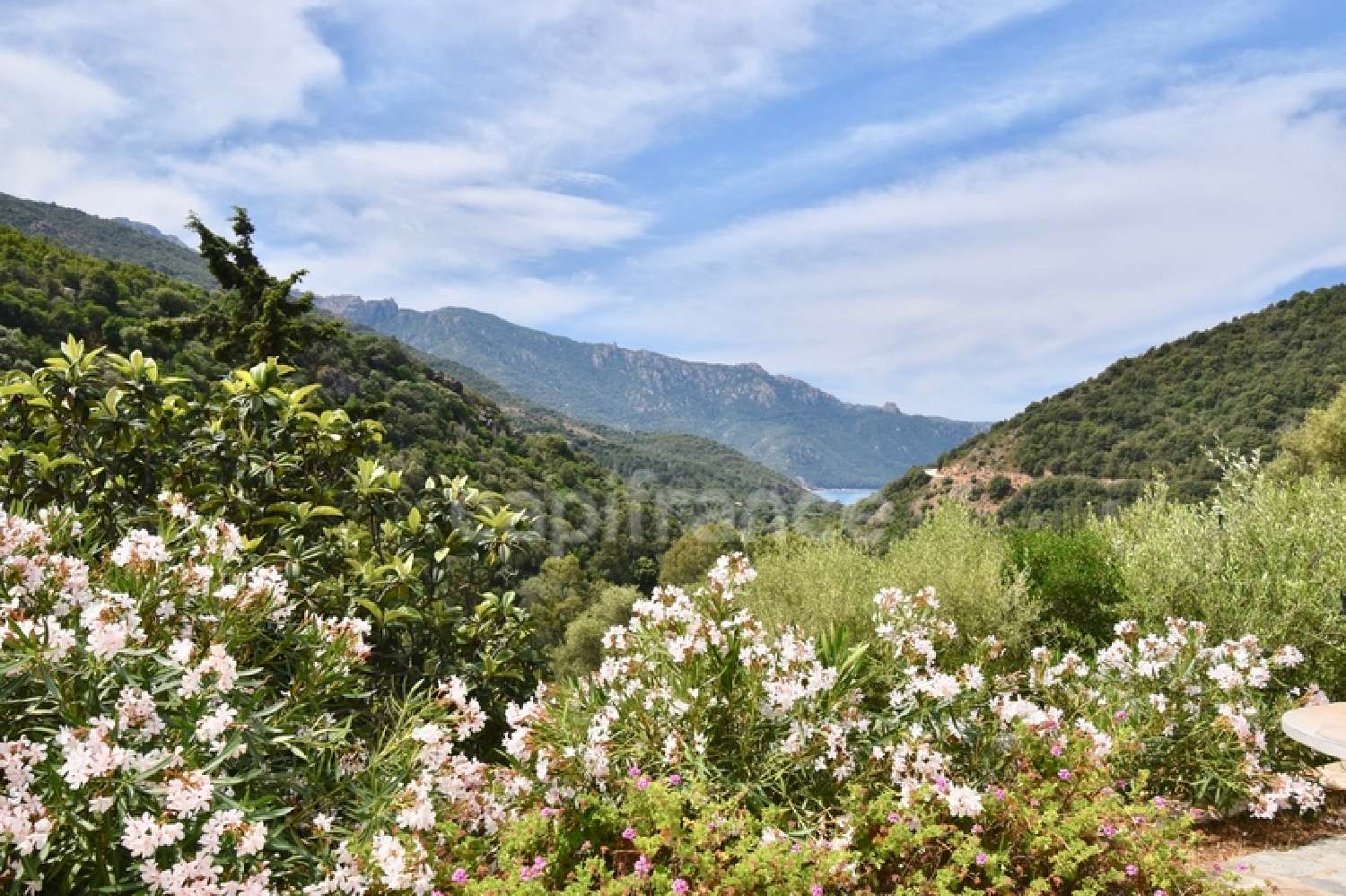  à vendre maison Serriera Corse-du-Sud 6