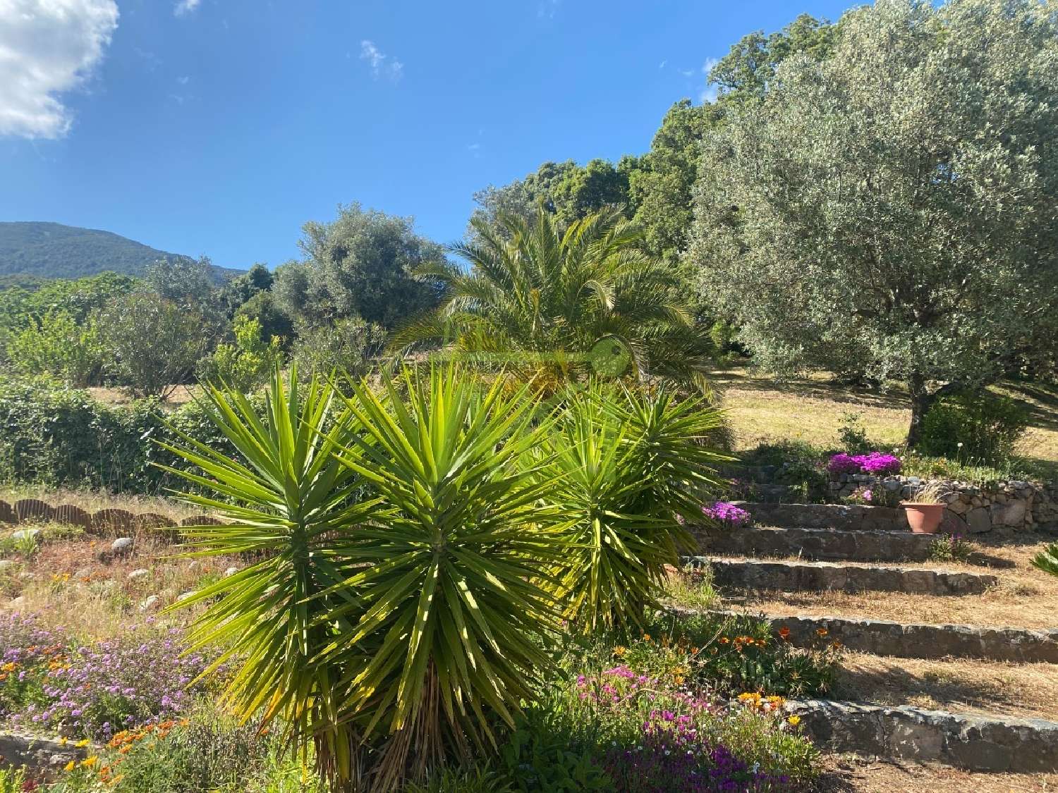  kaufen Haus Tavaco Corse-du-Sud 8