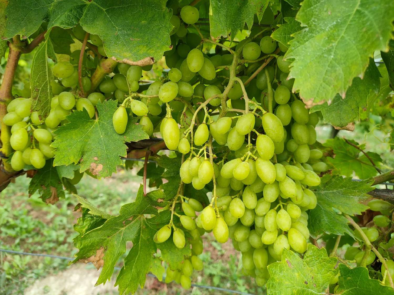  kaufen Landgut Vanzac Charente-Maritime 3