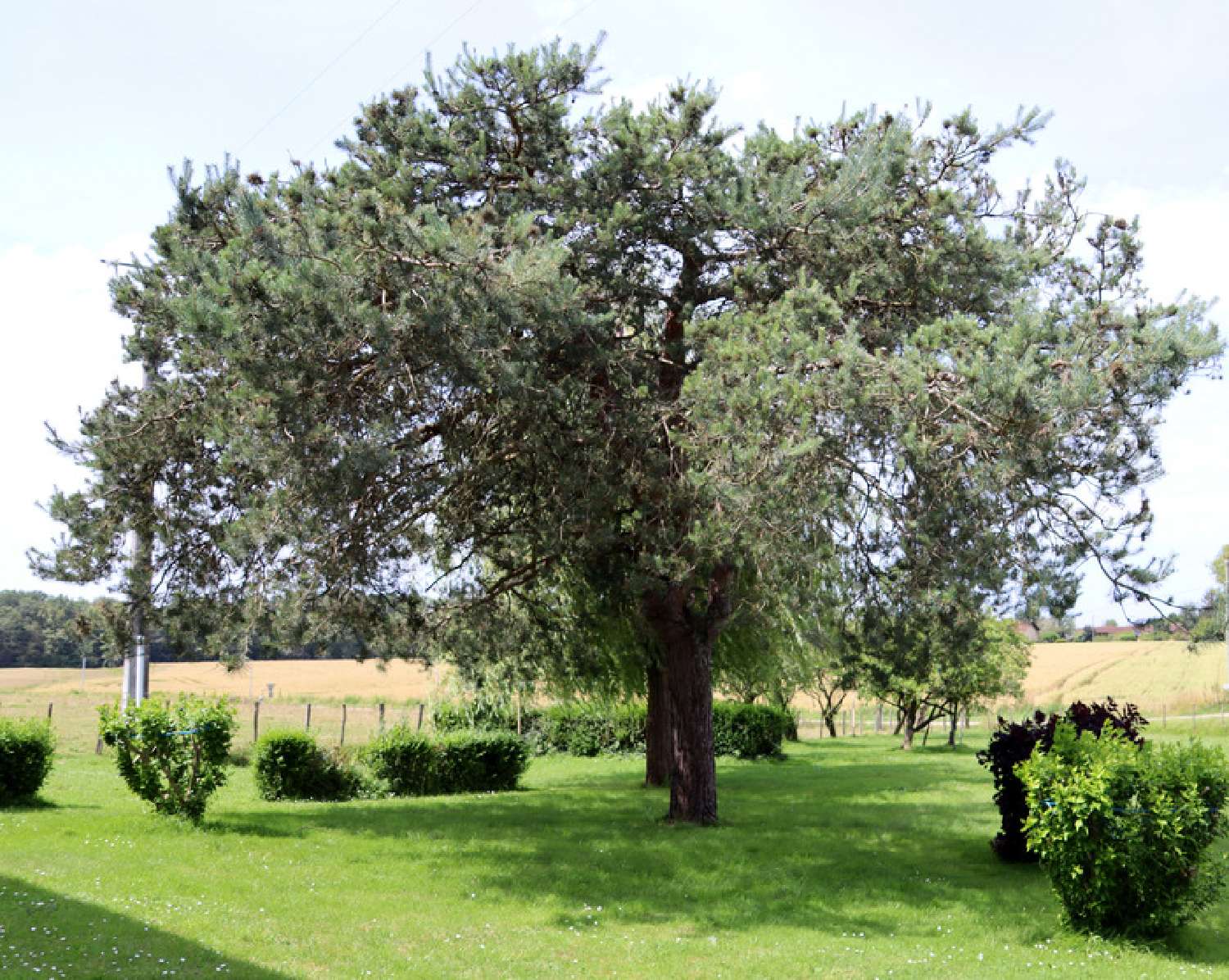  kaufen Bauernhof Saint-Trivier-de-Courtes Ain 2
