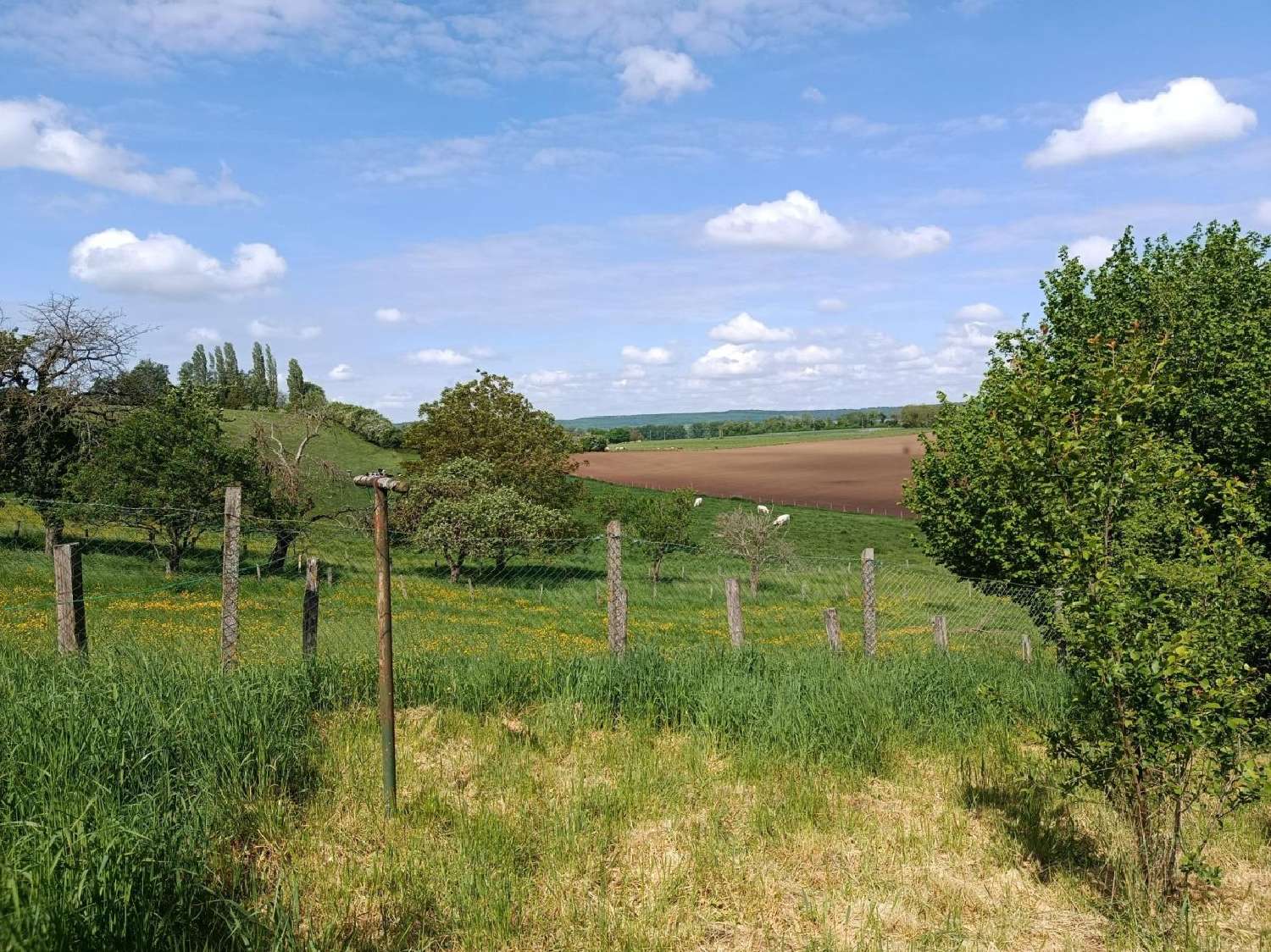  kaufen Haus Dieuze Moselle 3