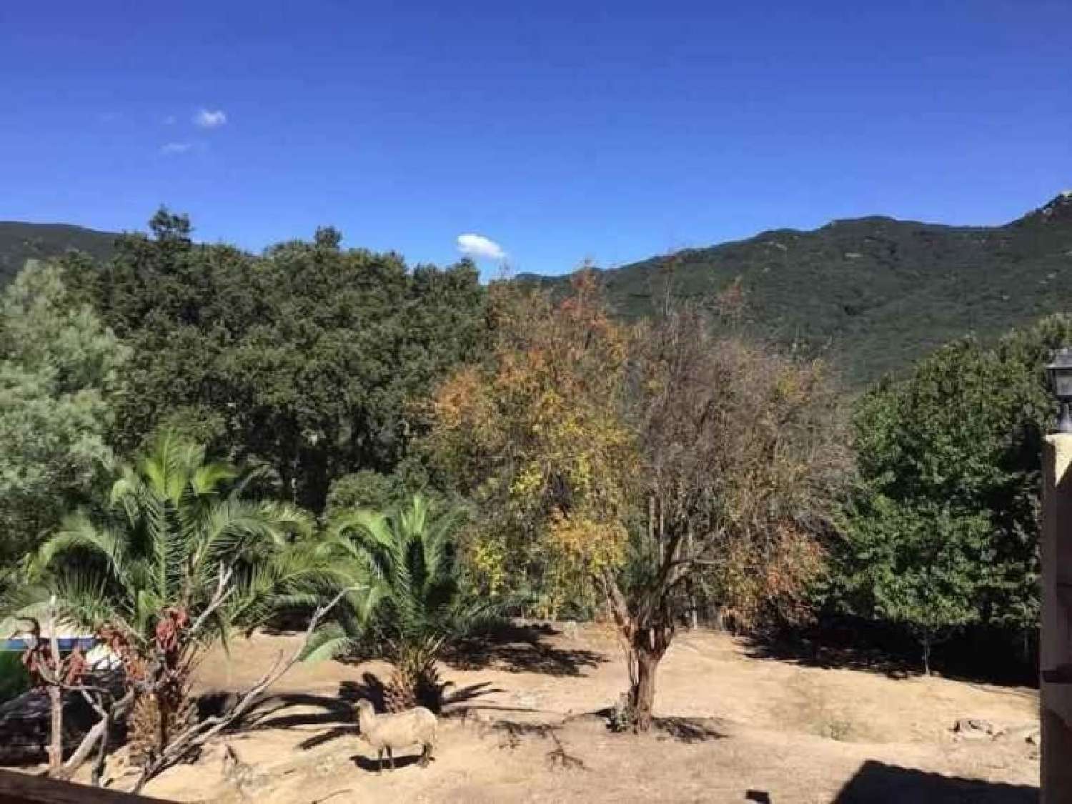  à vendre ferme Levie Corse-du-Sud 7