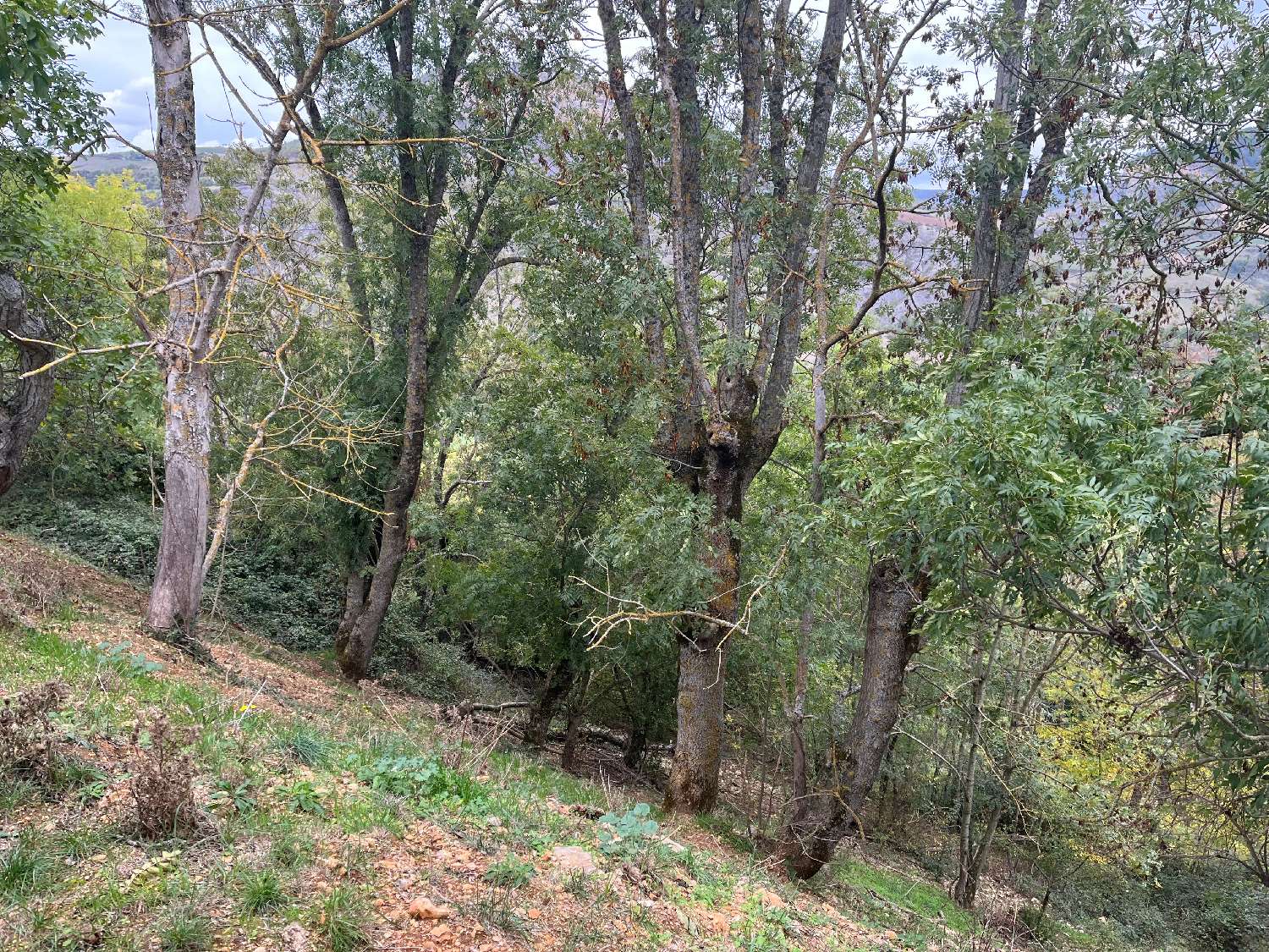  for sale farm Rivière-sur-Tarn Aveyron 3
